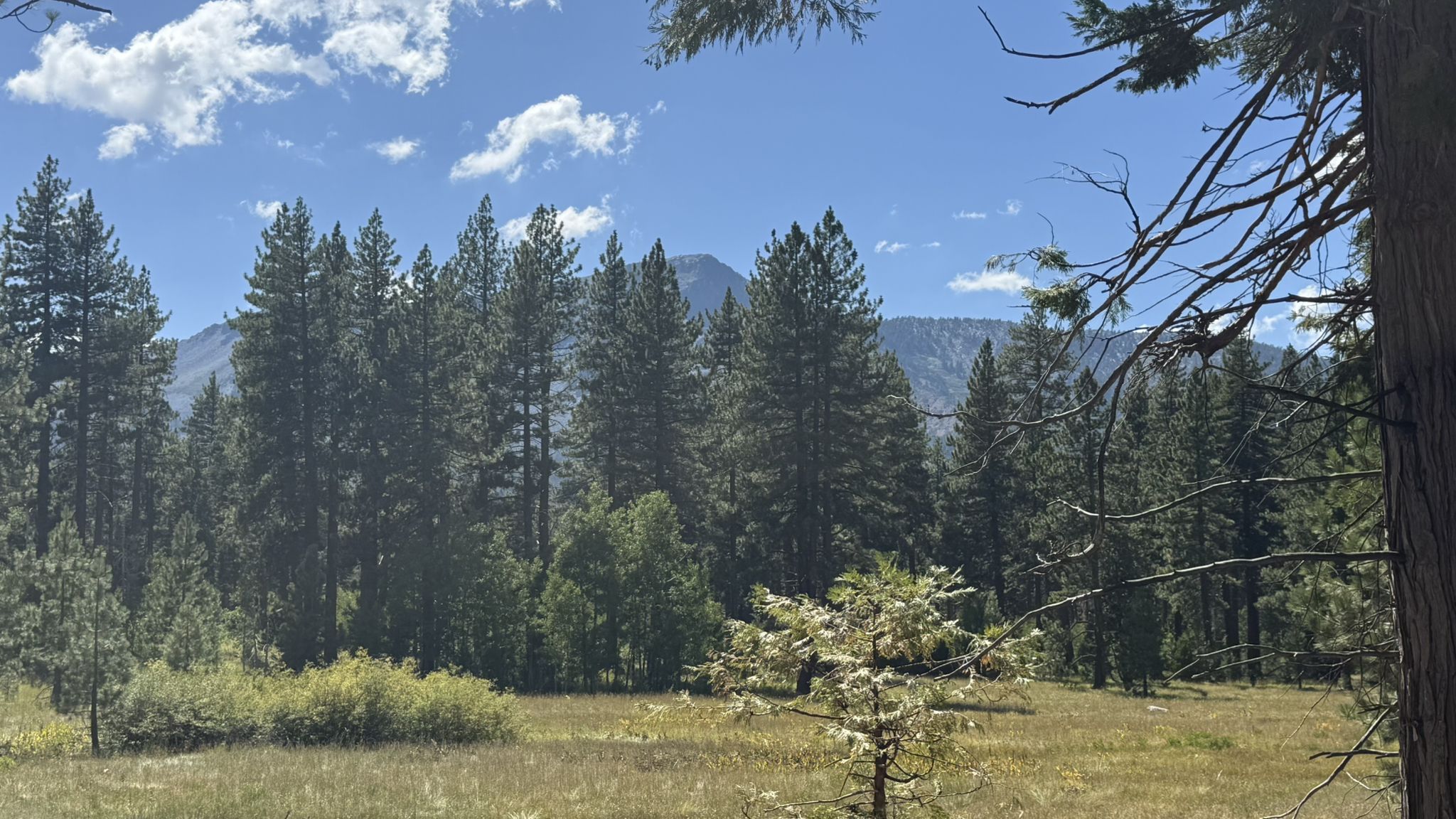 Sunny meadow surrounded by tall pine trees with mountains in the background. - South Tahoe Bikeway – Fallen Leaf Lake loop from Johnson Meadow