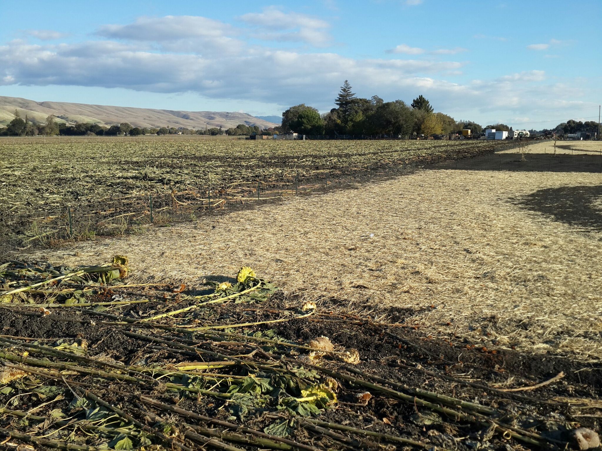 gone are the Pumpkin Patch and corn maze