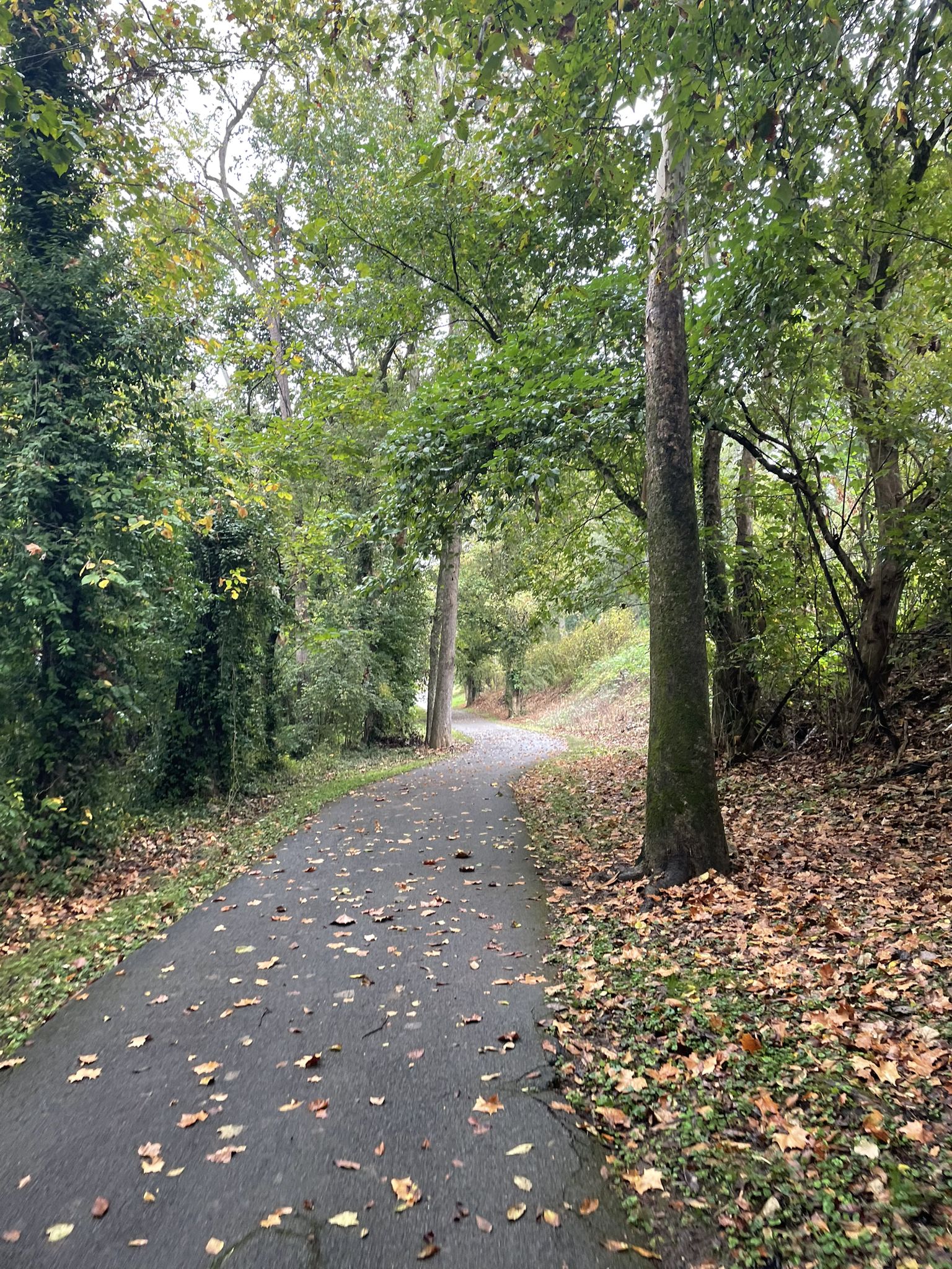 Paved path winding through a lush, green forest with fallen leaves. - UT/Downtown to and from West Hills and Cedar Bluff Areas
