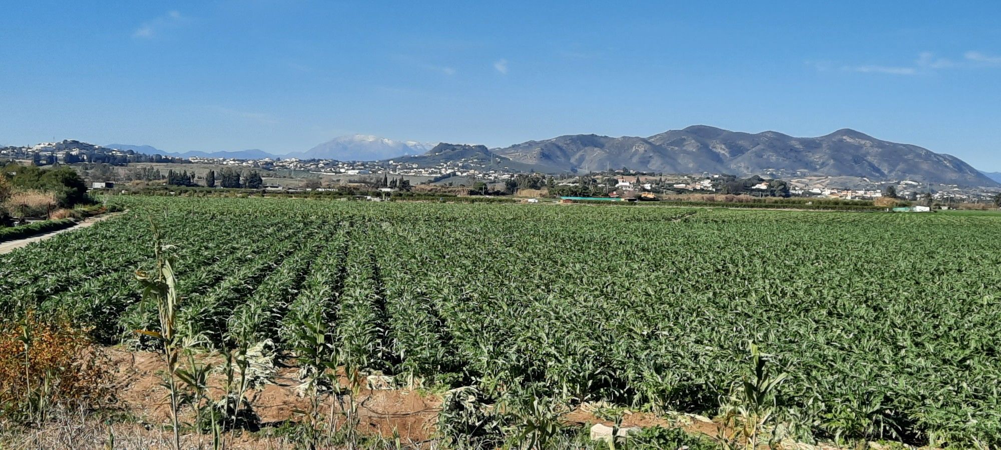 Artischockenfeld u. Sierra de las Nieves im Hintergrund