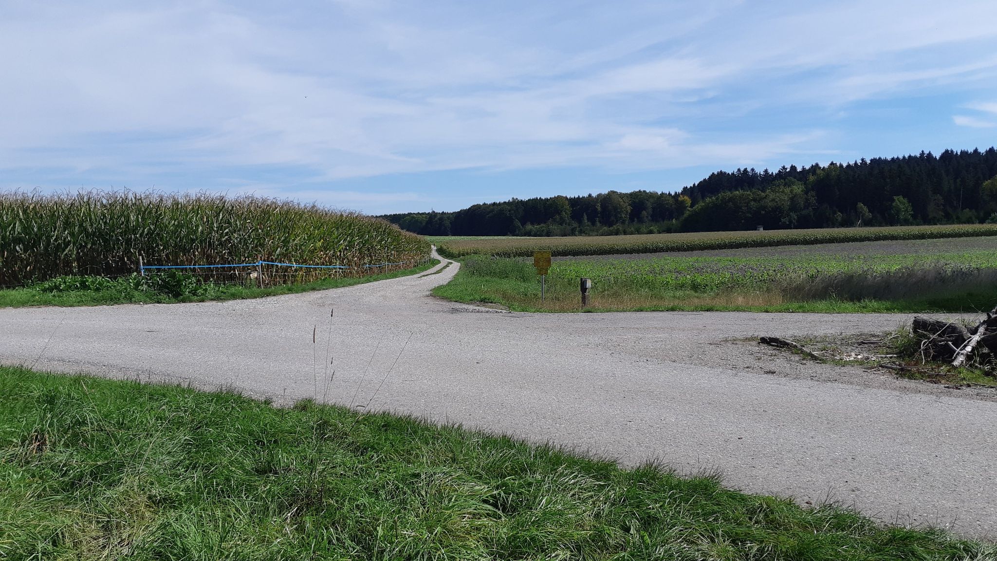 Buchendorfer Wald 