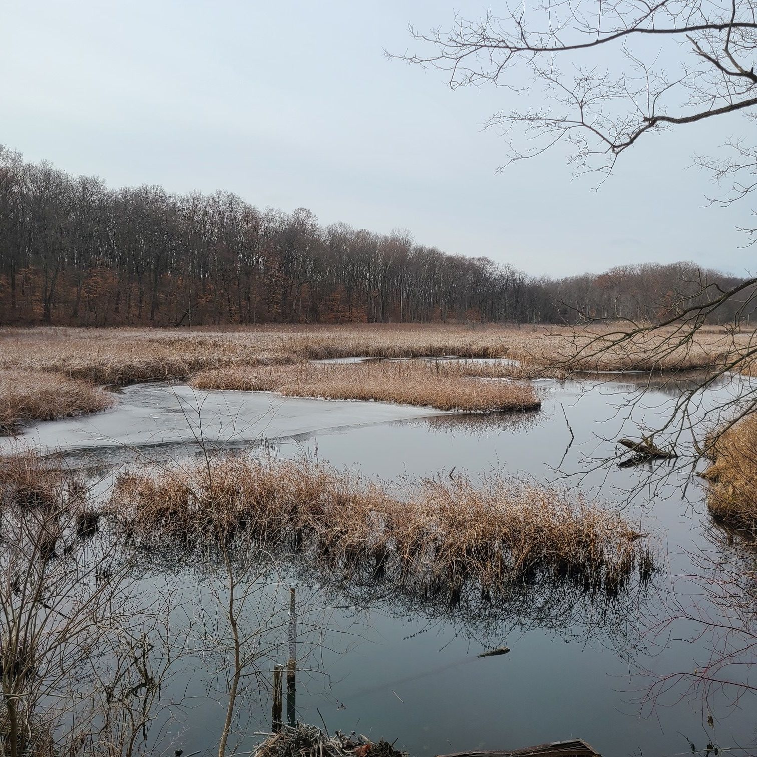 Partially frozen wetland with brown reeds and bare trees under a cloudy sky. - Al Sabo Preserve loop from Arthur and Mildred Woollam Nature Preserve
