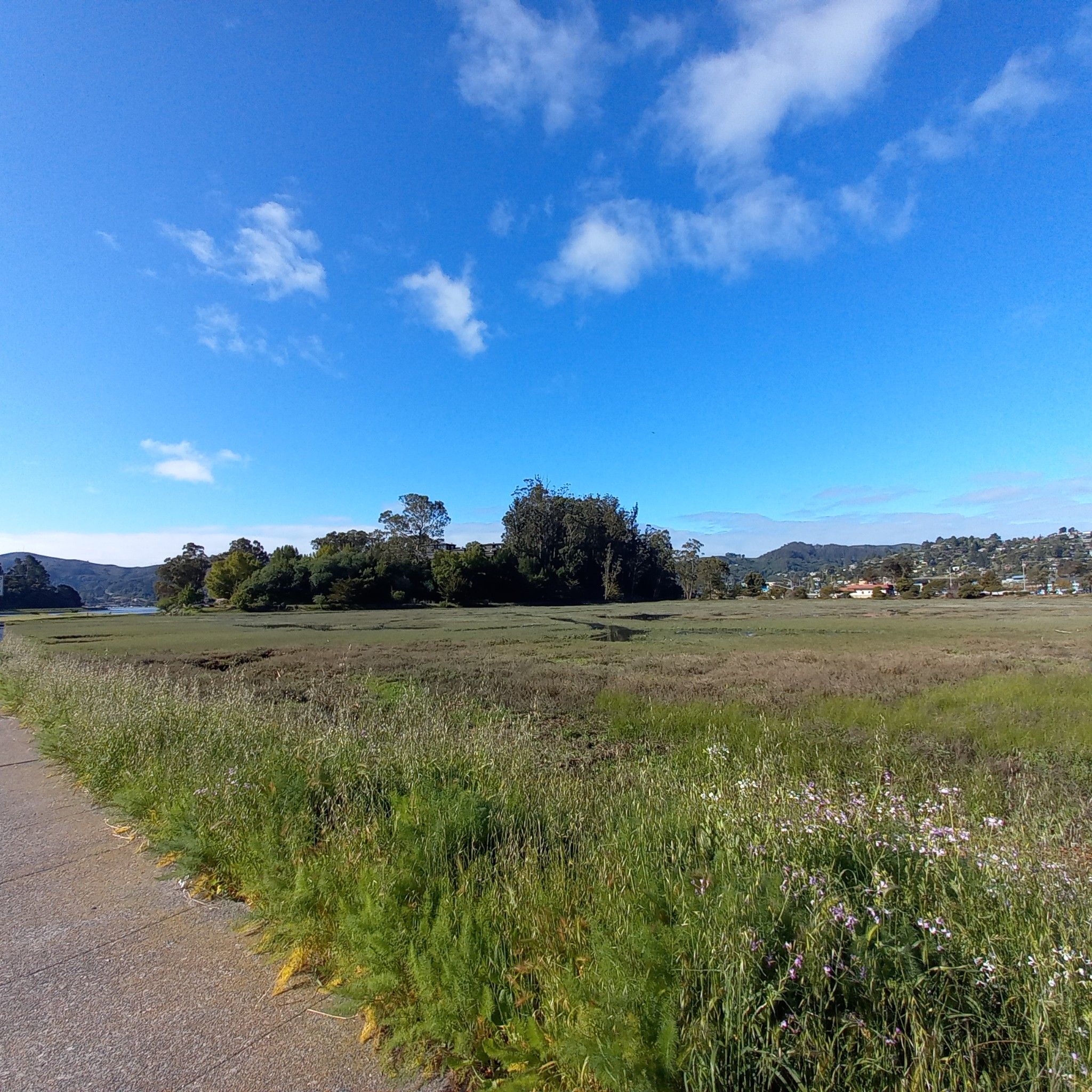 A wide green grassy field with a path, water, and distant trees under blue sky. - San Francisco Bay Trail: Tiburon Loop