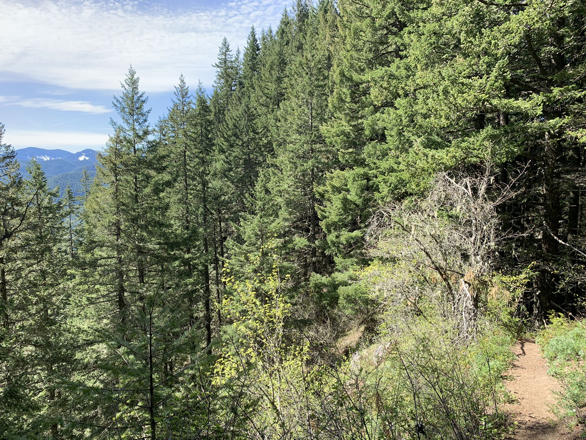 Narrow dirt path winding through a dense, sunlit evergreen forest on a hillside. - Devils Peak via Green Canyon Way and Hunchback Trails
