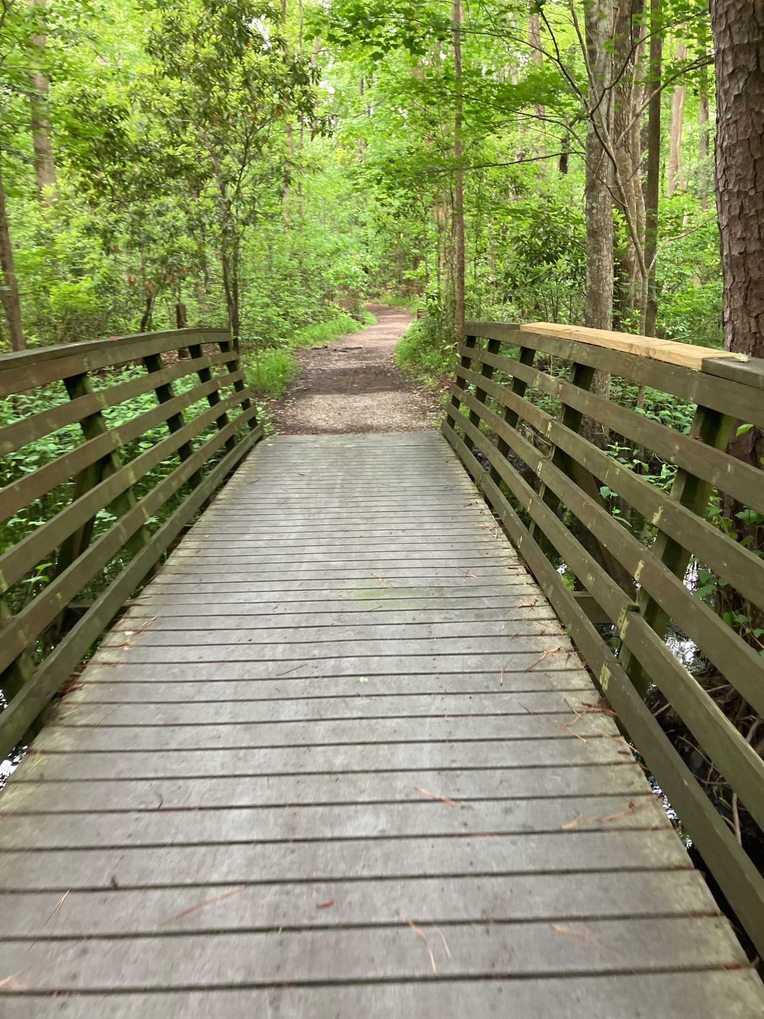 A wooden bridge leads to a dirt path through a vibrant green forest. - Virginia Beach – Neptune's Park loop from First Landing State Park