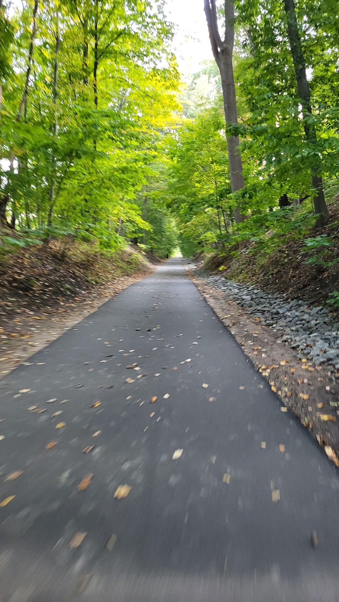 Paved path through a vibrant green forest with dappled sunlight. - Woodlands Lake – Martine’s Fine Bake Shoppe loop from Elmsford