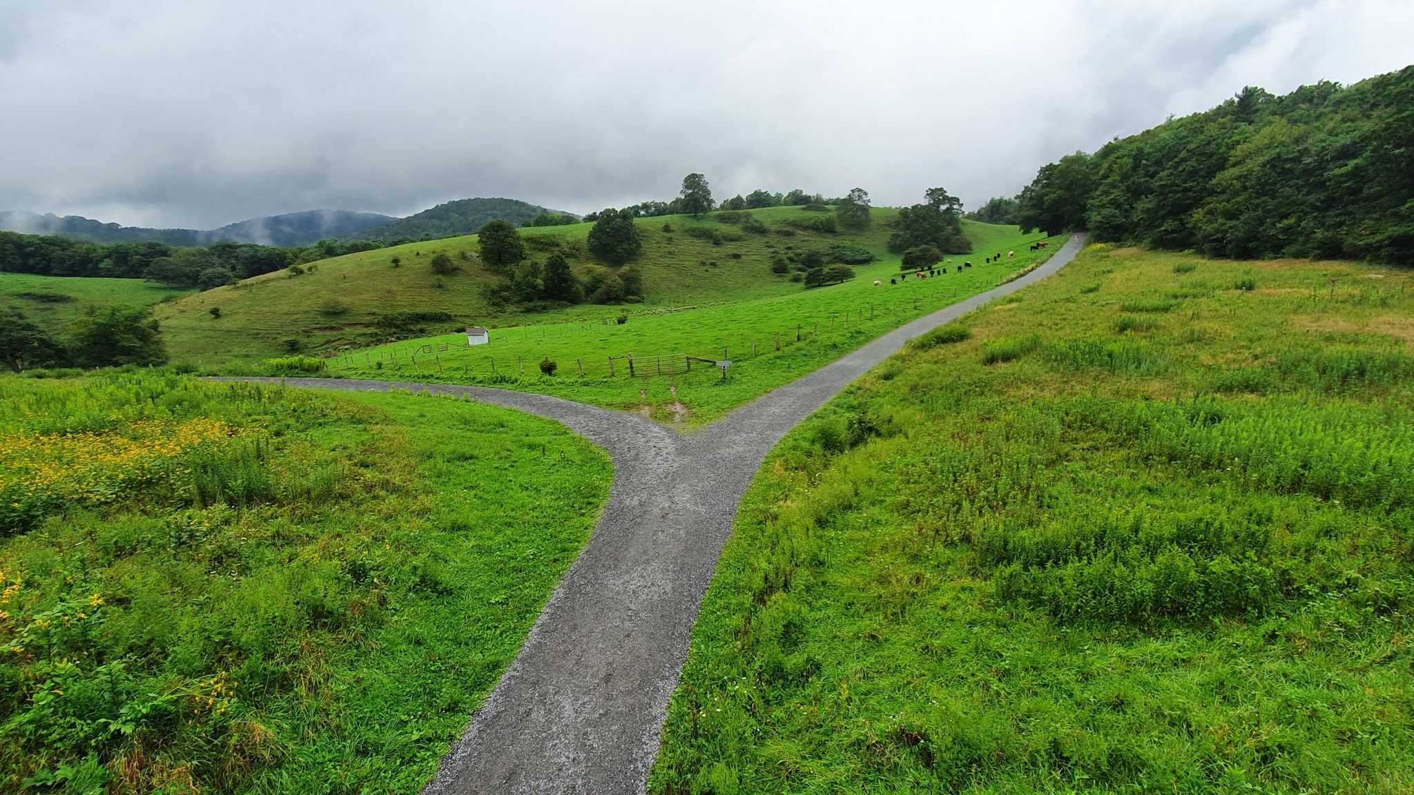 A gravel path forks through rolling green hills under an overcast sky. - Flat Top Tower Trail