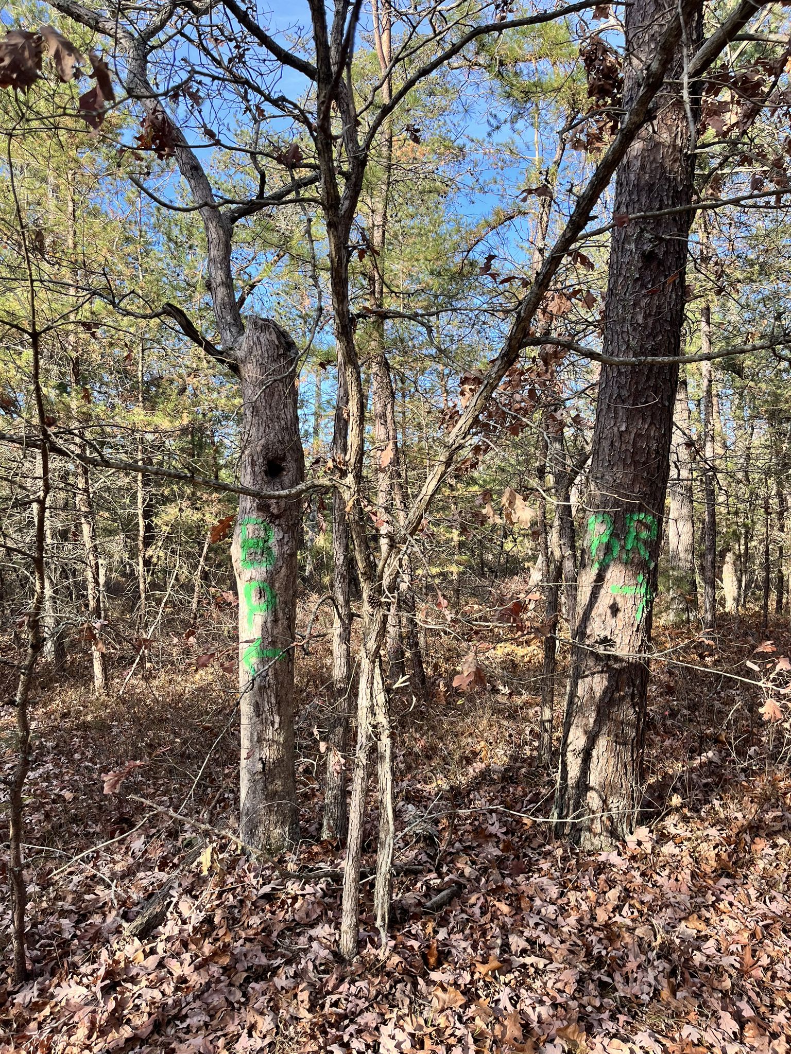 Forest scene with trees marked with green paint, fallen leaves on ground. - Union Lake Trail