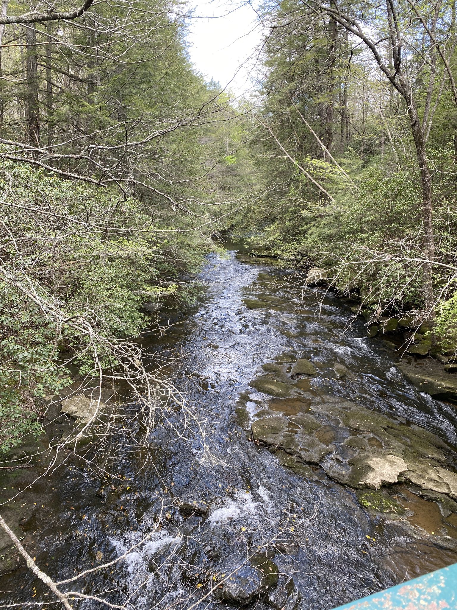 A clear, rocky stream flows through a lush green forest on a bright day. - Foster Falls loop from Horsehair Falls 80