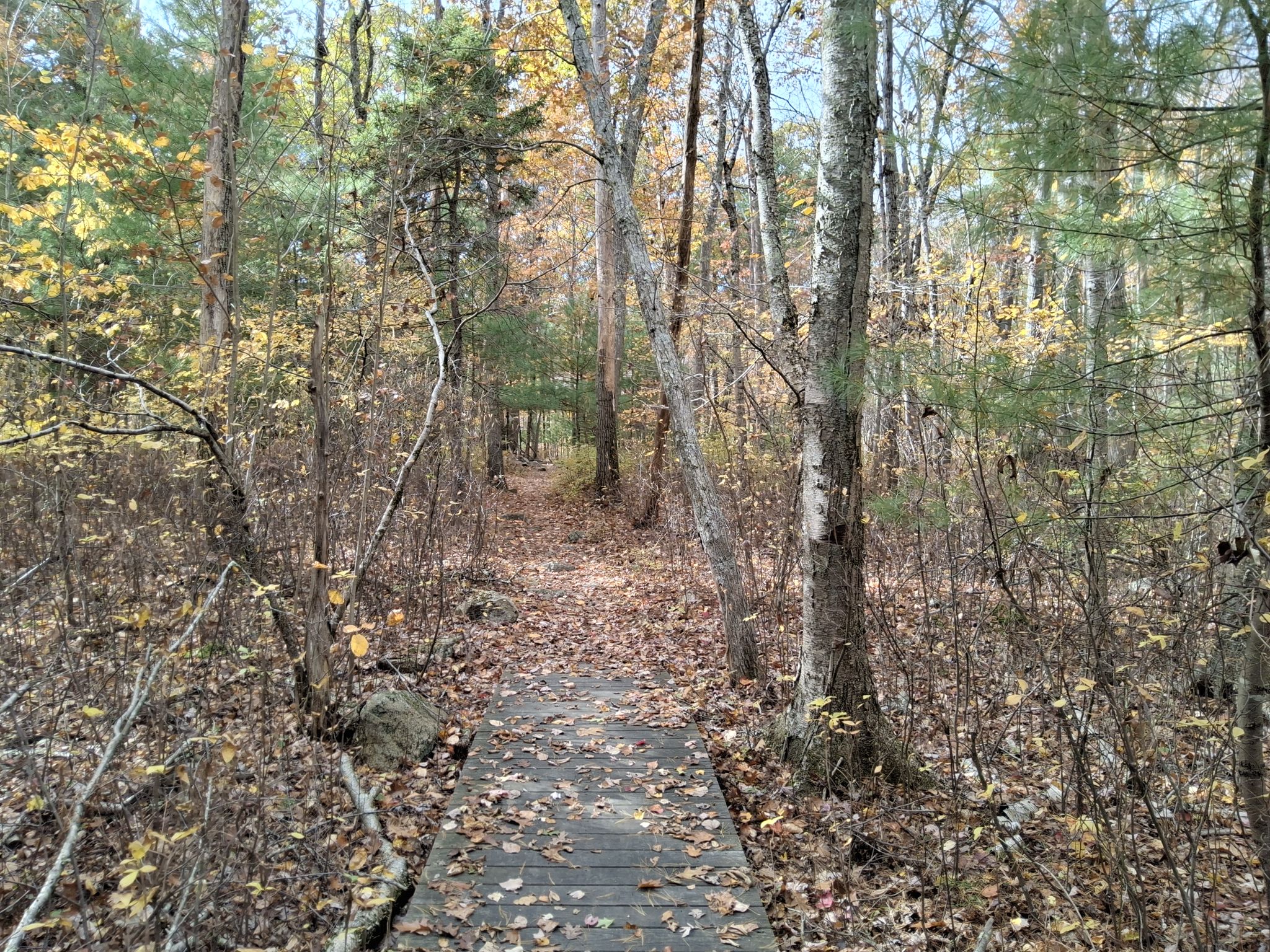 A wooden boardwalk path through a forest with fallen autumn leaves. - Moose Hill and Hobbs Hill Loop