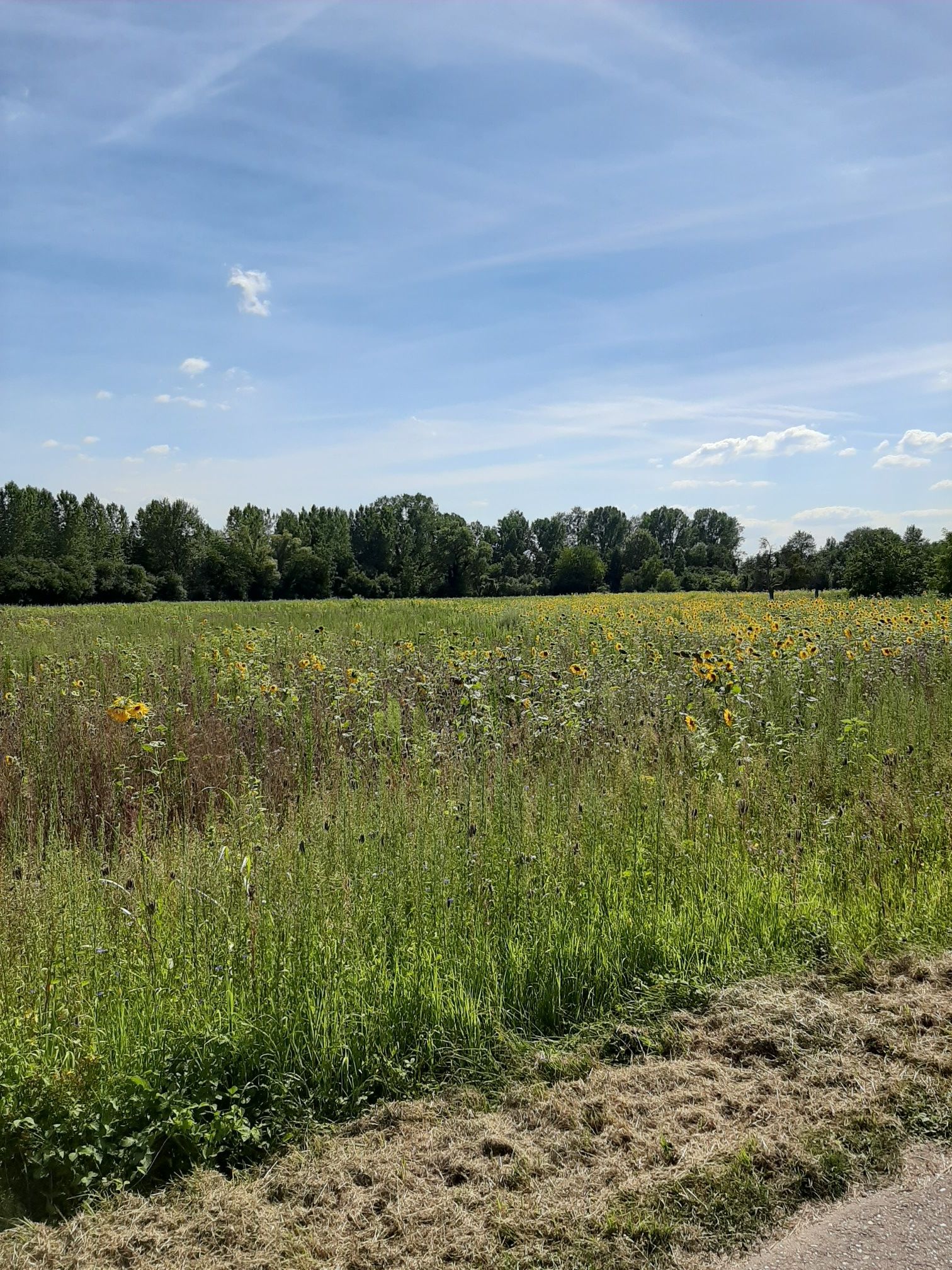 Natürlich Pur Feld mit Sonnenblumen