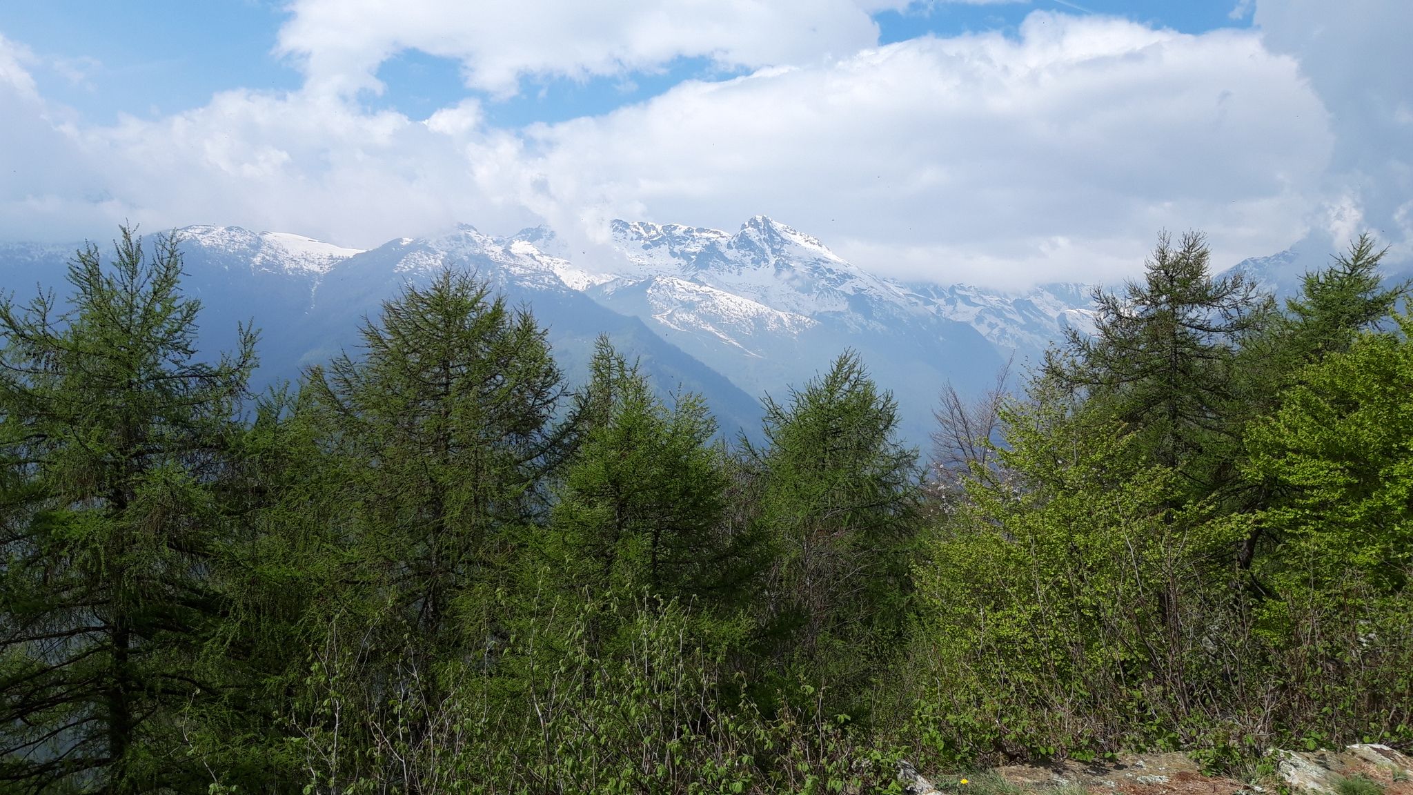La bella abetaia sotto la cima