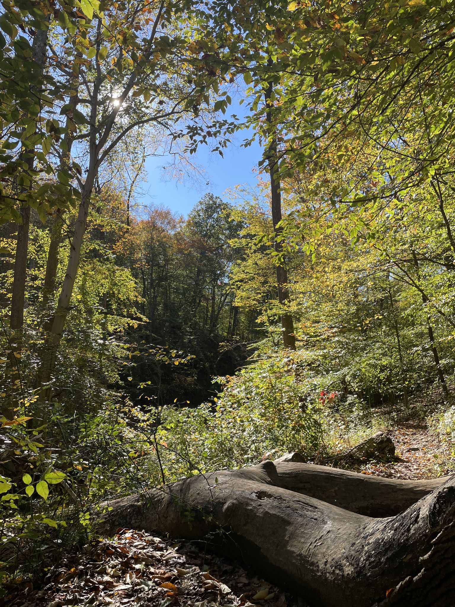 Sunlight filters through green and autumn trees onto fallen logs on the forest floor. - Saw Mill Branch Trail – Ilchester Rocks loop from Catonsville