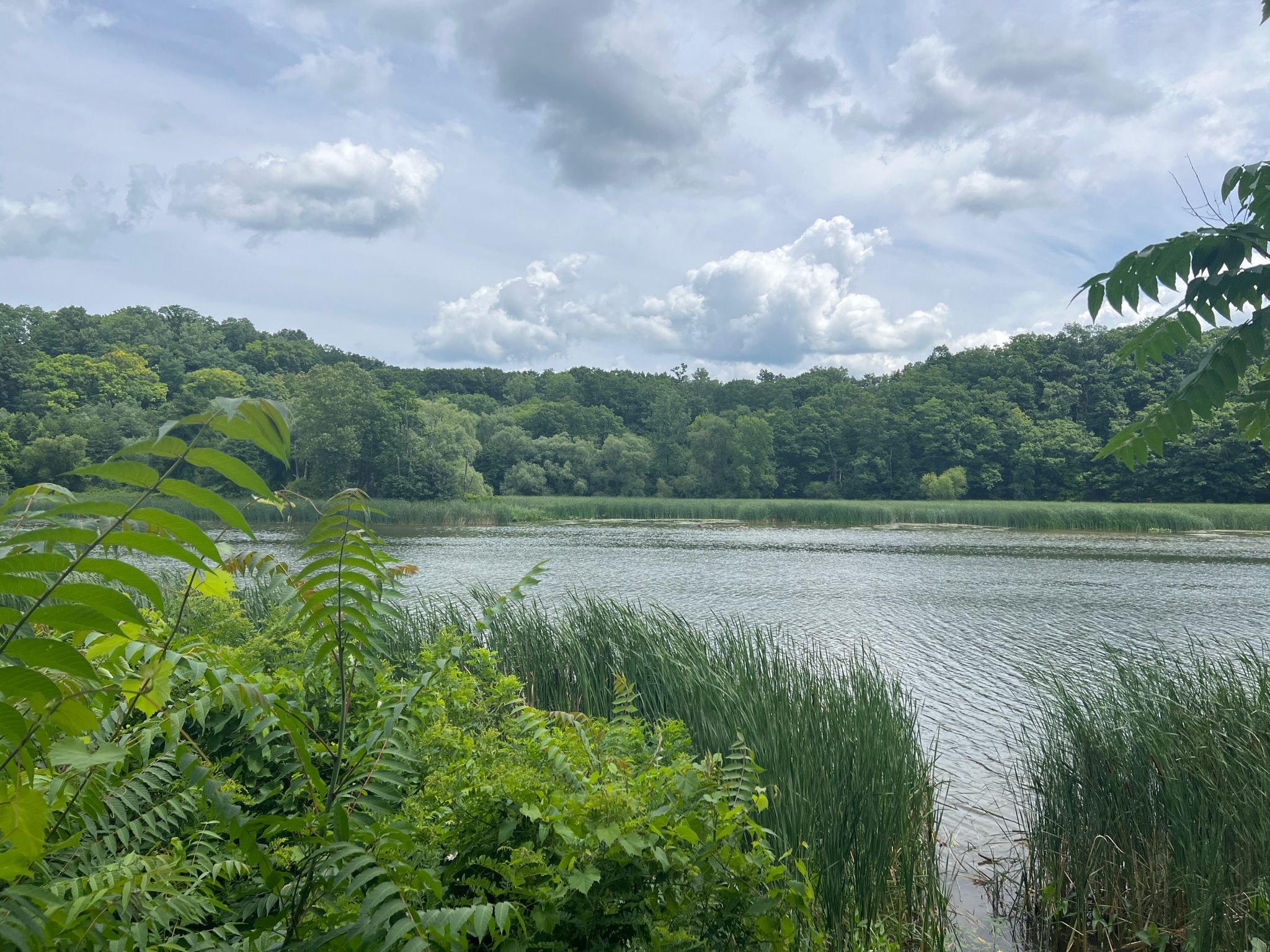 Overcast sky above a calm lake surrounded by lush green trees and reeds. - Turning Point Park Trail