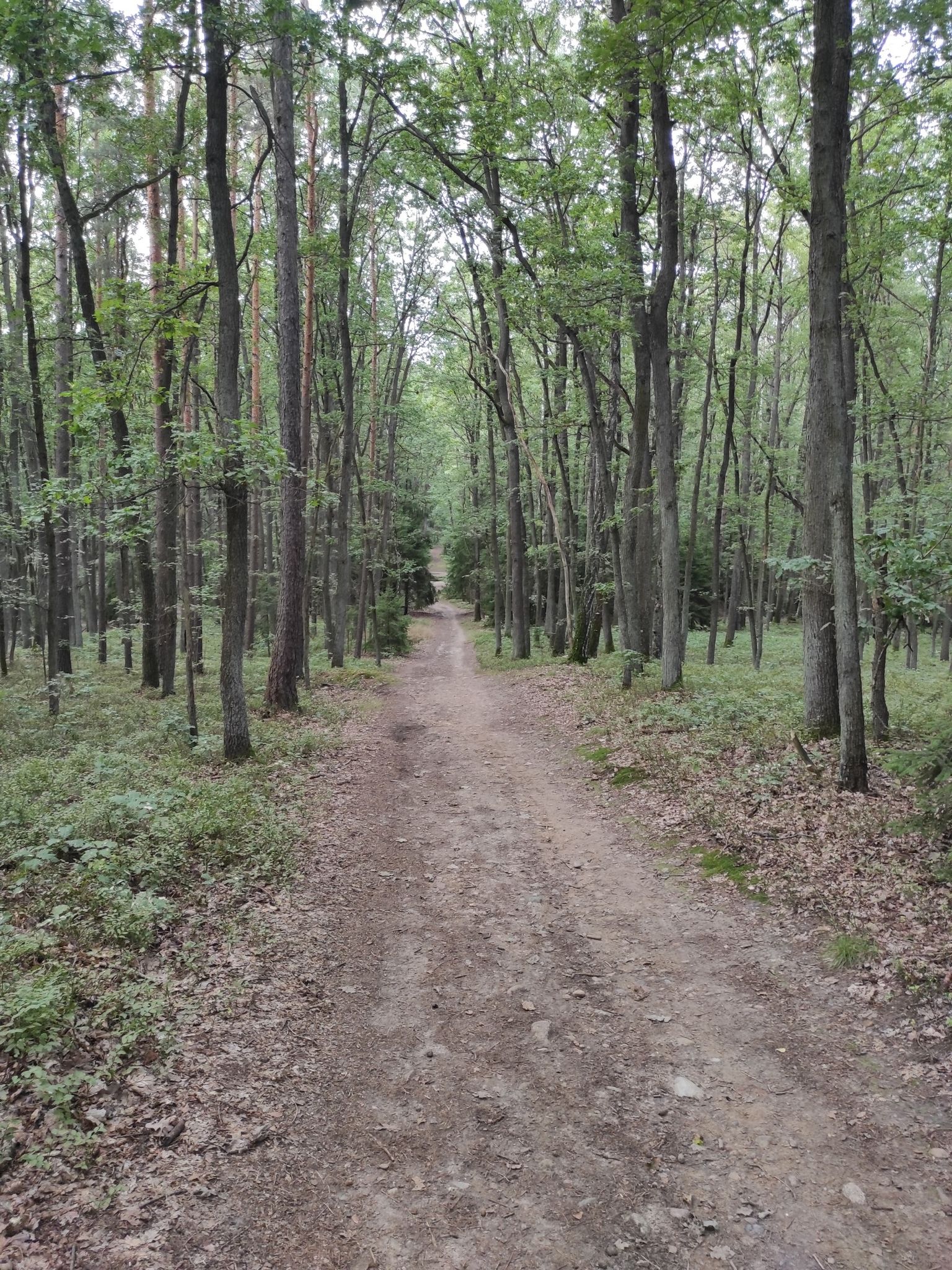 downhill