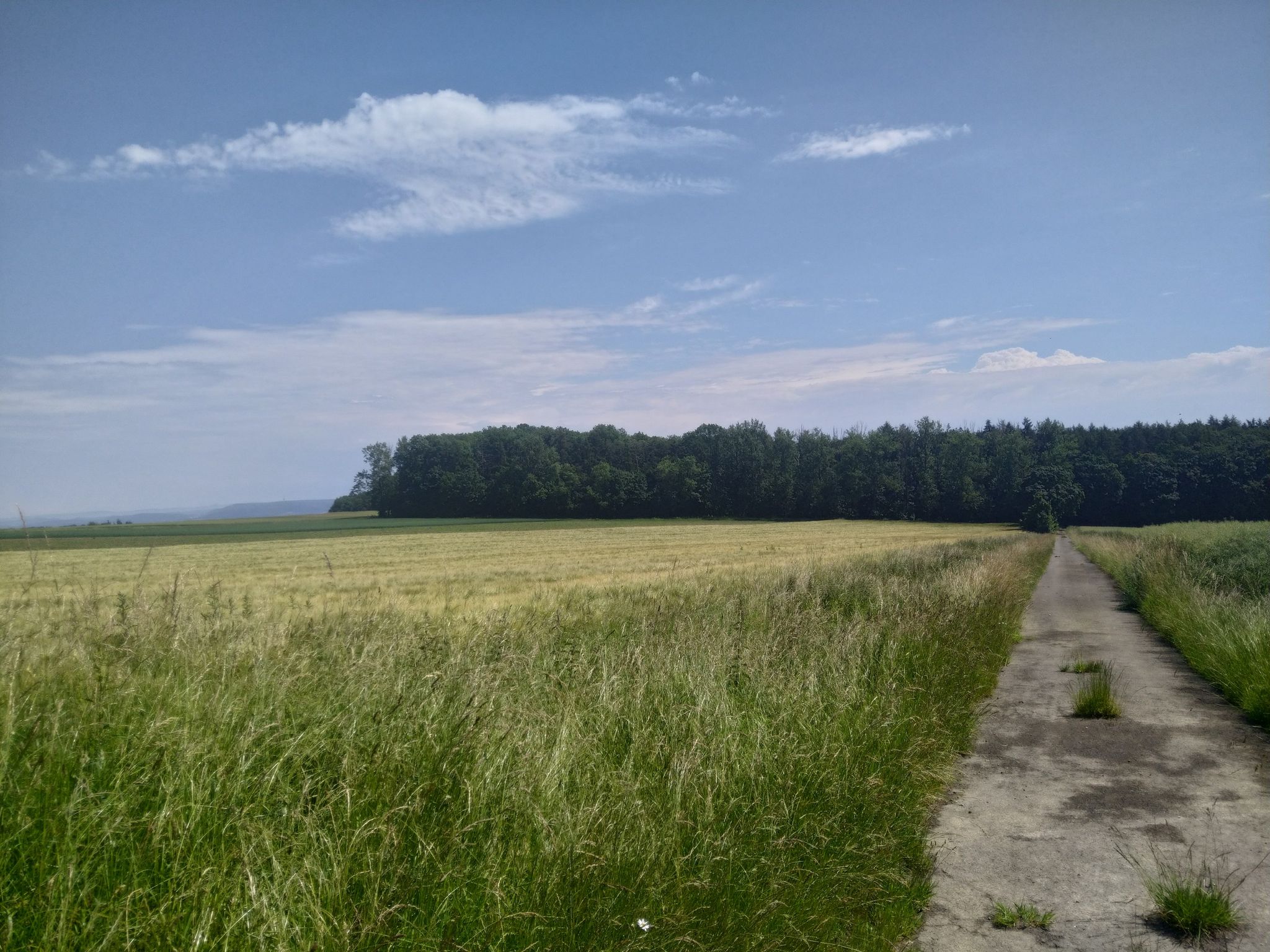 die Trails in dem Waldstück waren mir mit Gepäck ein wenig zu zugewuchert.