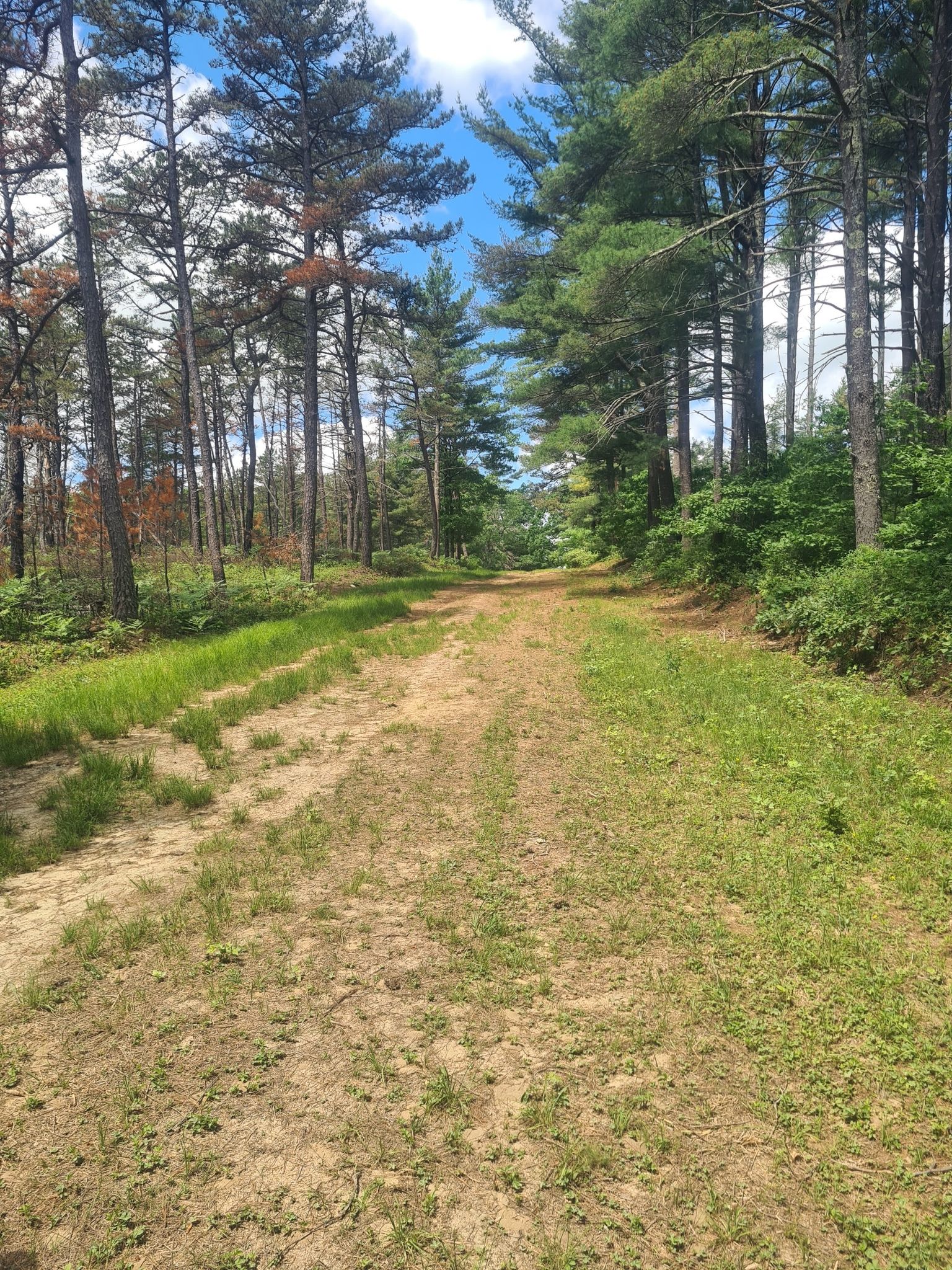 Wide dirt path through a sunlit pine forest with green grass. - Myles Standish State Forest – Myles Standish State Forest loop from Beaver Dam Pond