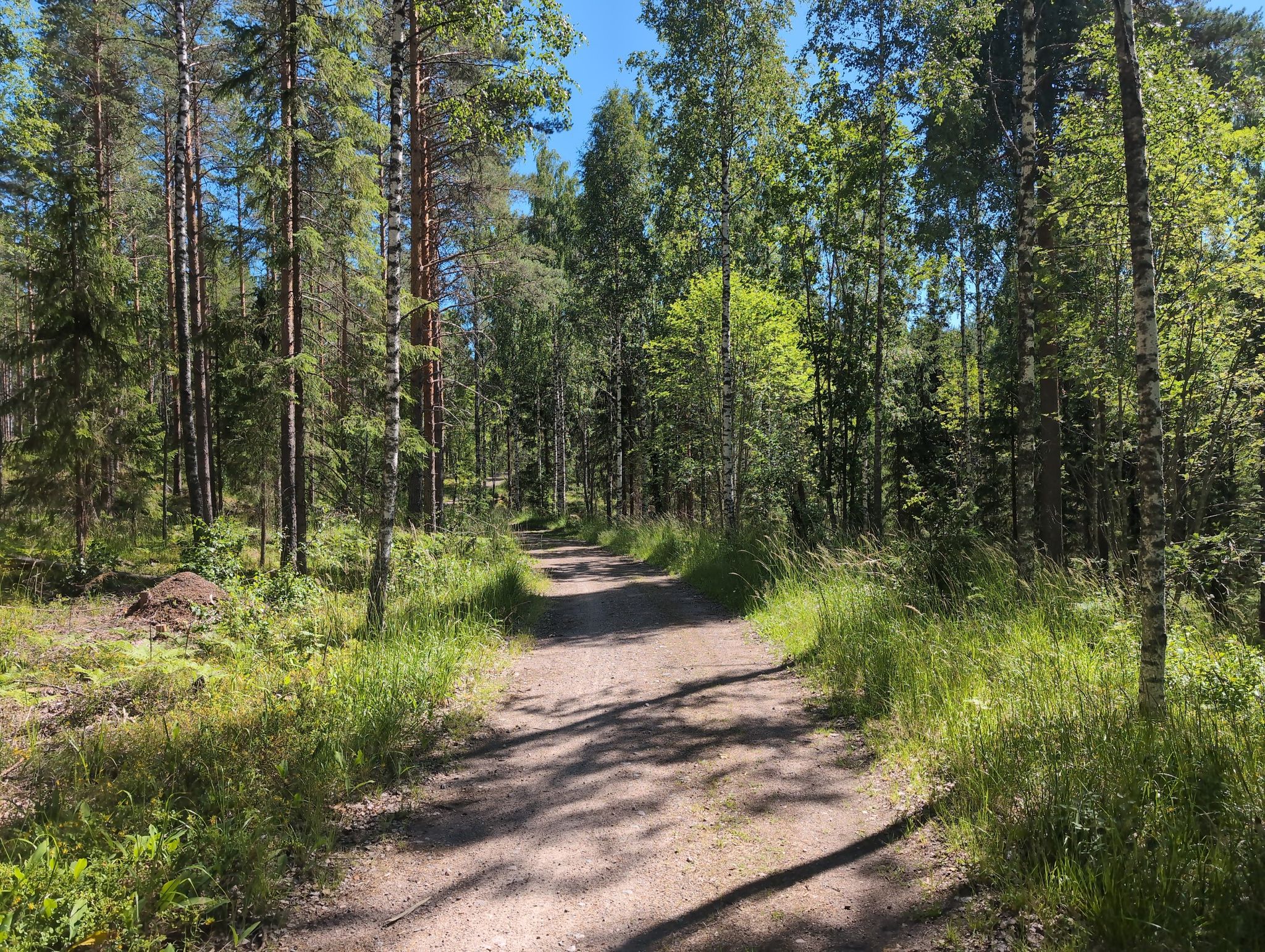 Waldweg