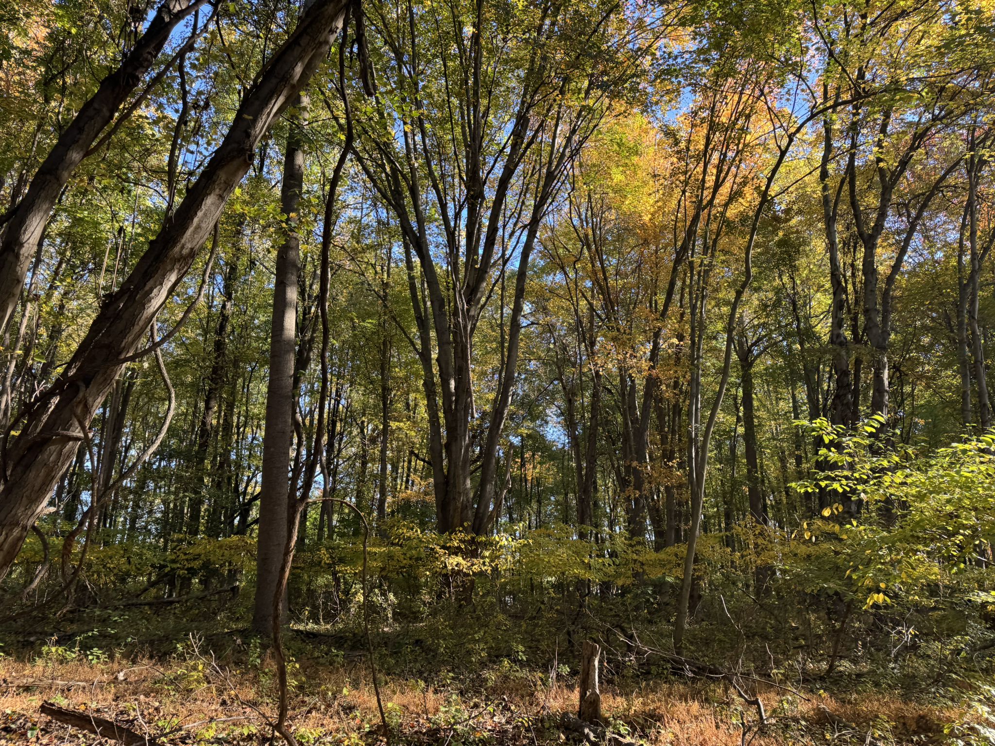 Dense forest with tall trees and dappled sunlight on the autumn ground. - Delco Woods Loop