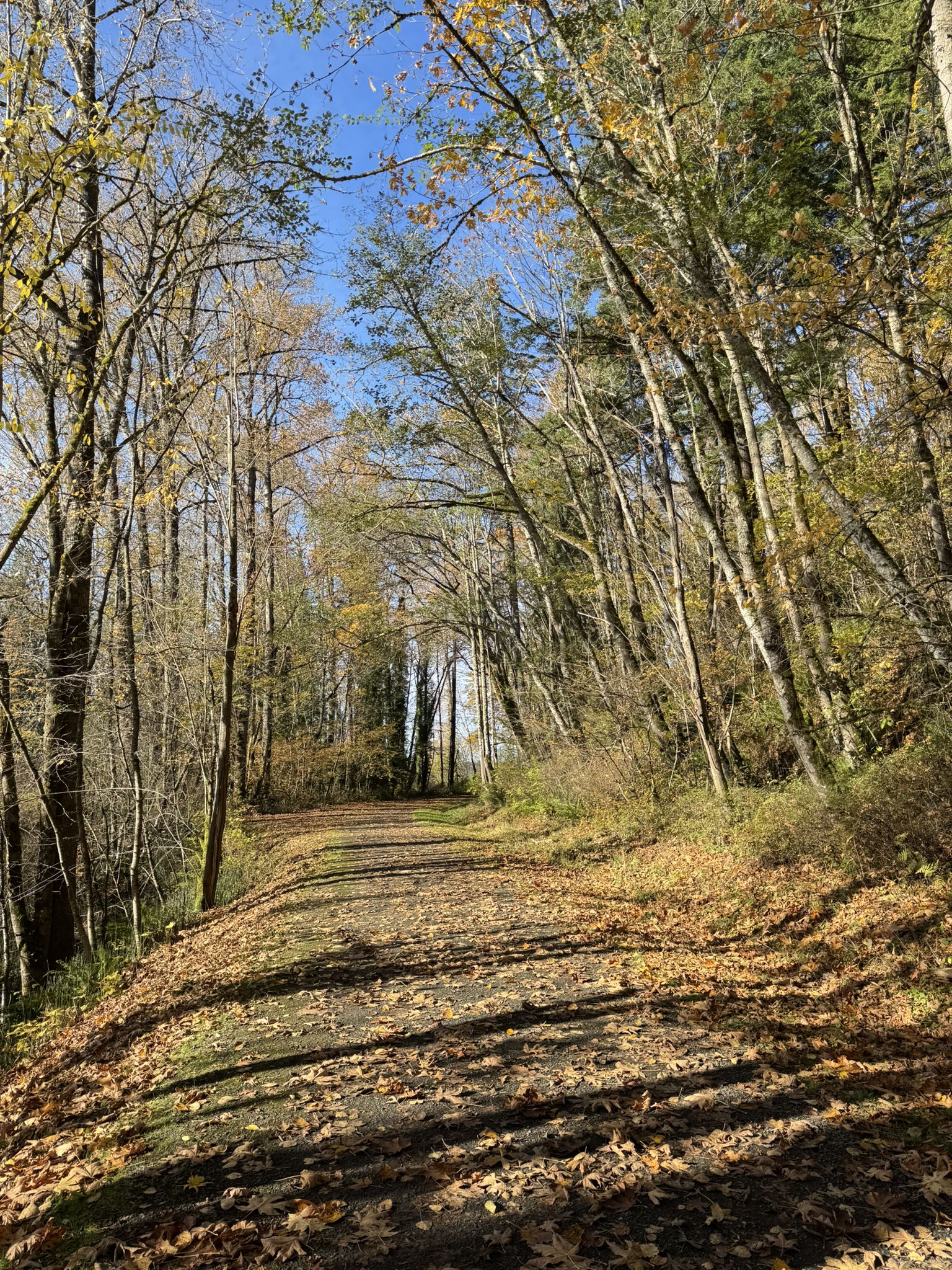 Leaf-covered dirt path winding through a sunlit autumn forest. - Snoqualmie Valley Trail loop from Fall City