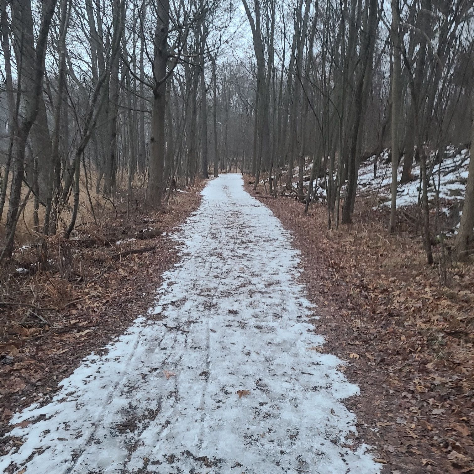 A snow-covered path winds through a bare winter forest under an overcast sky. - West Lake Wetland Walk and Bog Walk