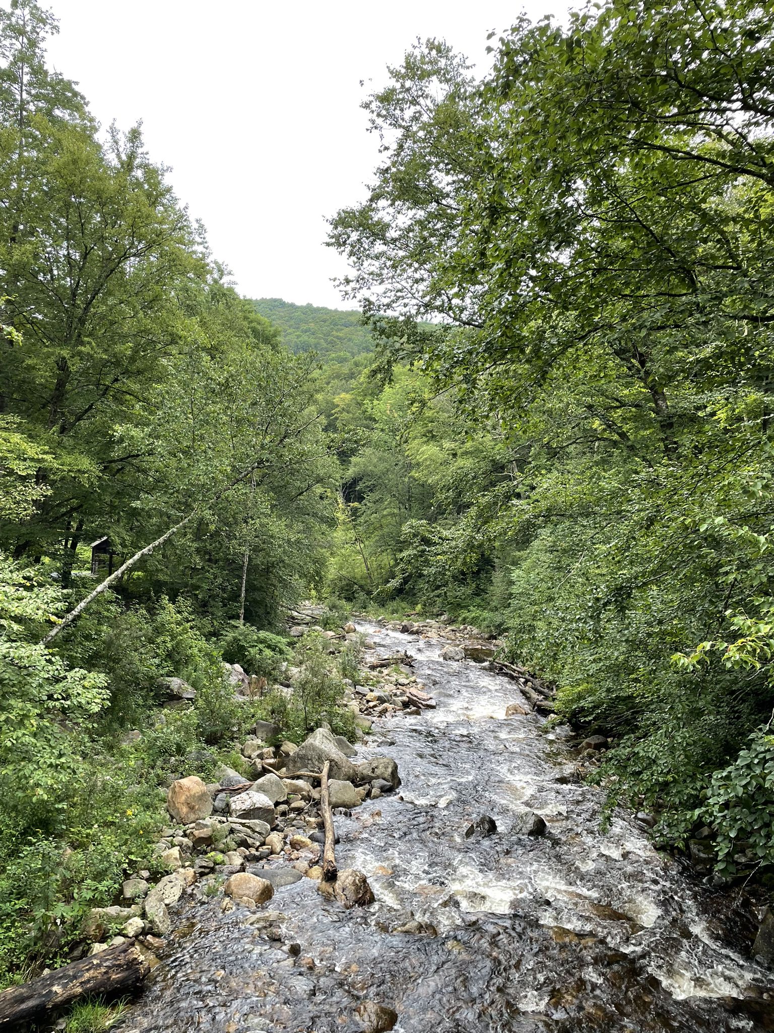 A rocky river flows through a dense green forest under an overcast sky. - Harmon Hill and Scrub Hill