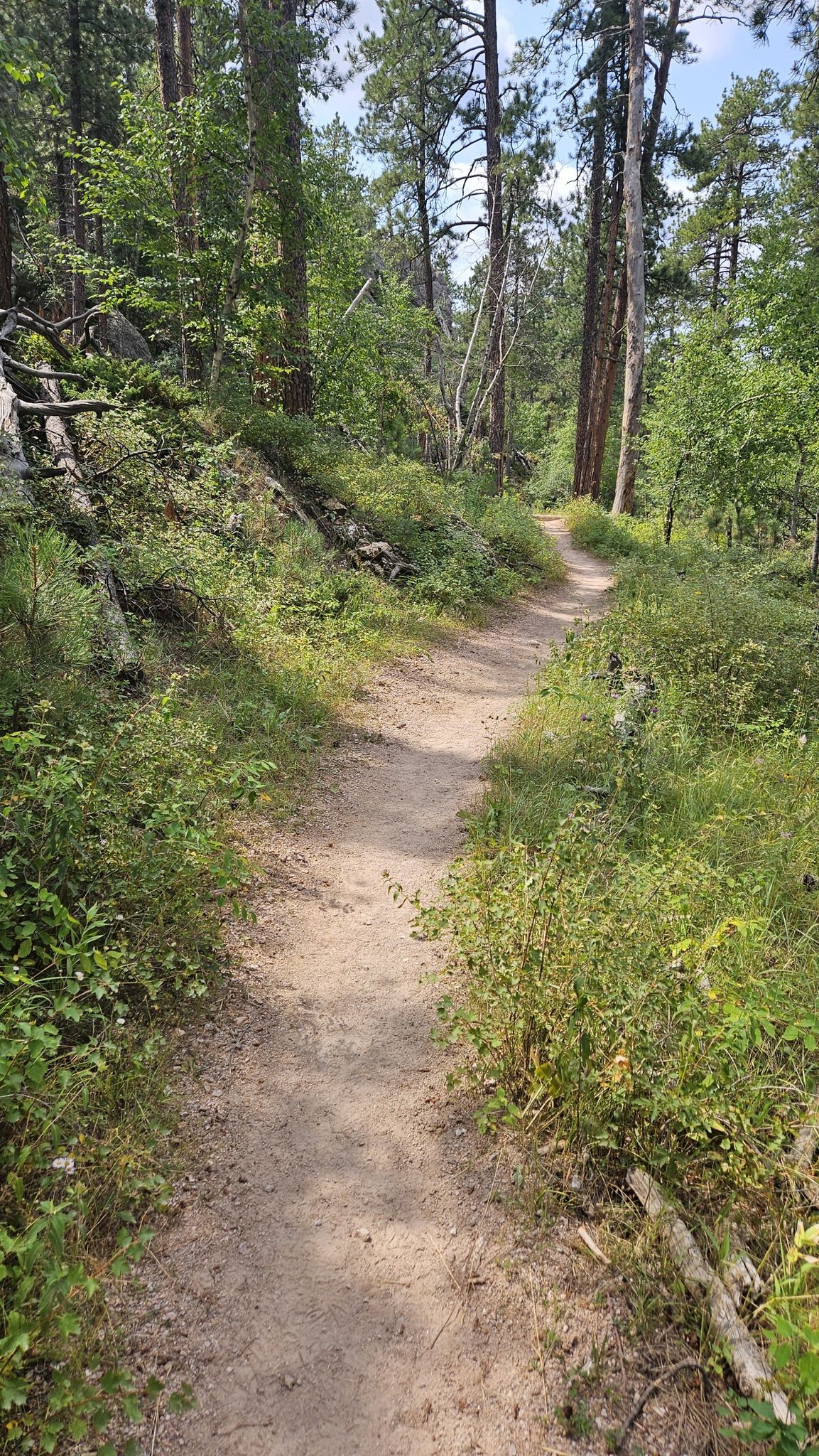 A winding dirt path through a dense, sun-dappled forest with lush undergrowth. - Blackberry and Centennial Trail to Horsethief Lake