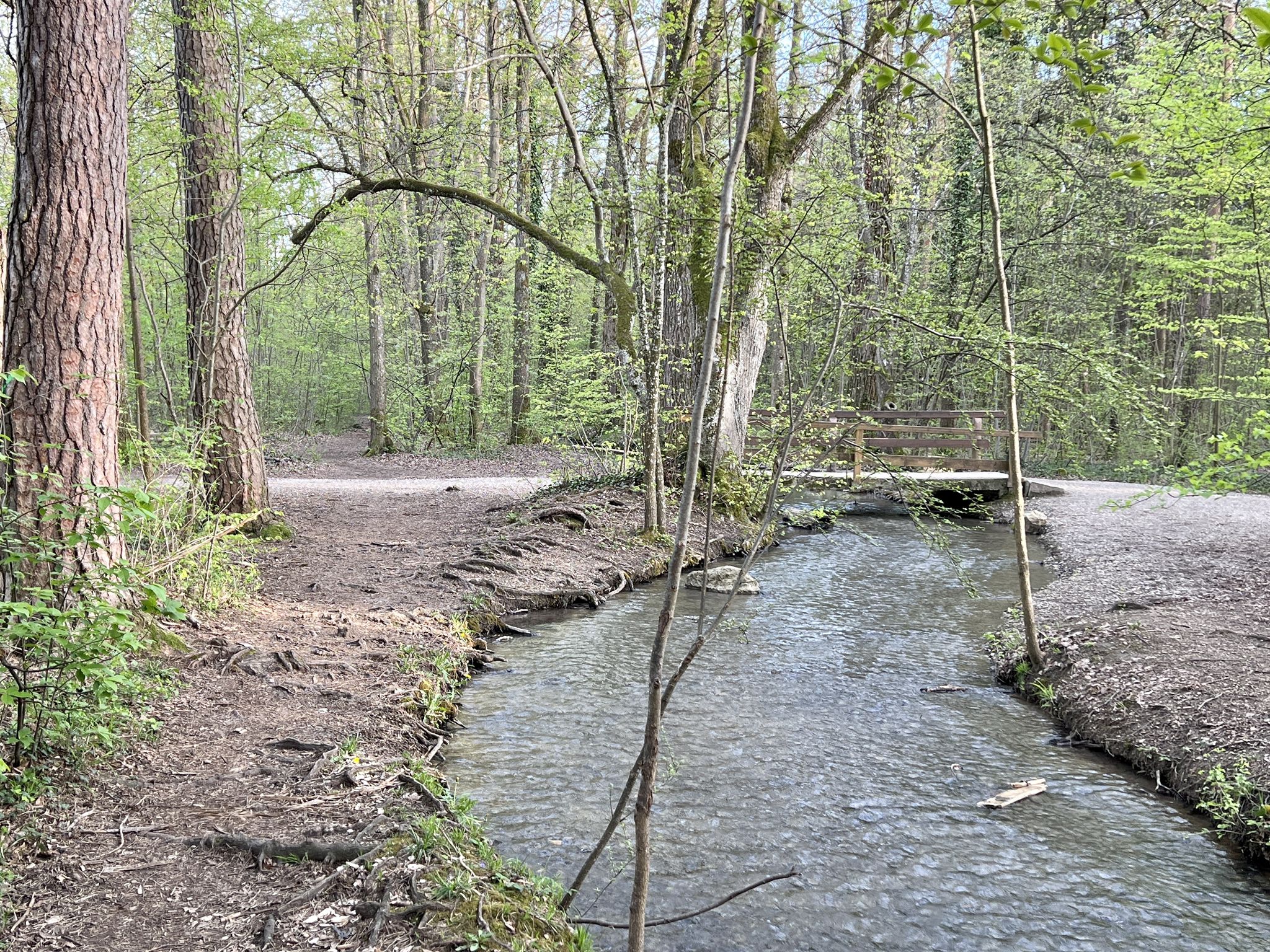 Berglbach-Singletrail, nach der Brücke hat ein Harvester - Holzvollernter ganze Arbeit geleistet 🙁