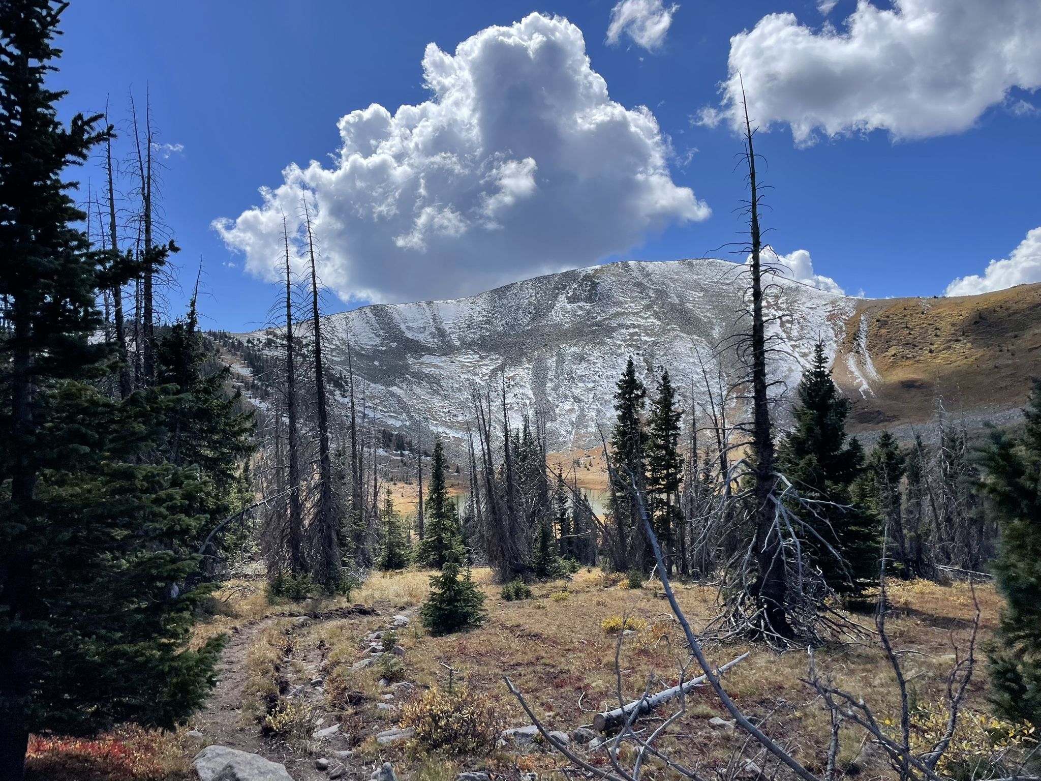 A rocky, snow-dusted mountain rises behind a forest of dead trees. - Treasure Mountain and Beaver Creek Loop