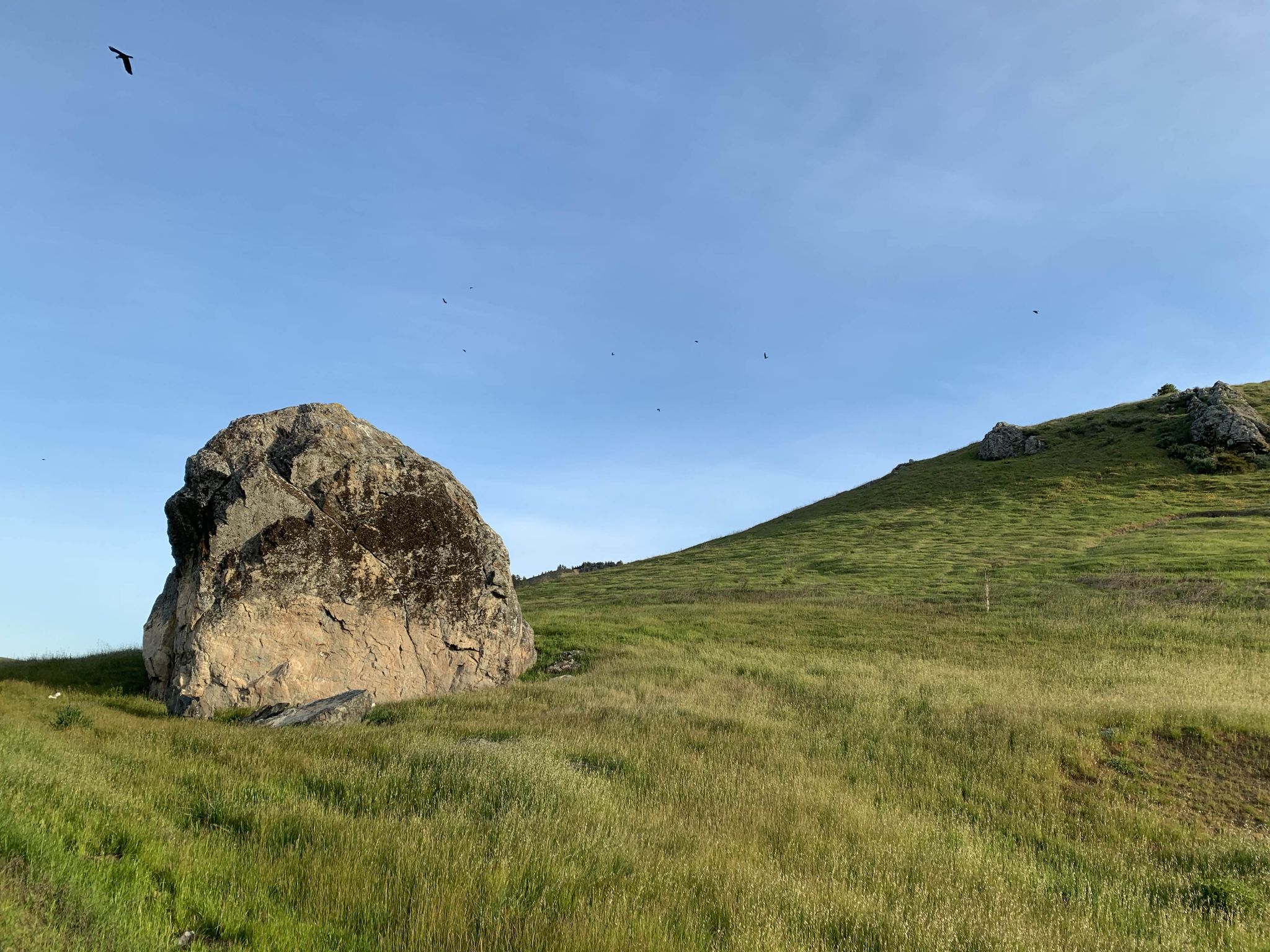 A large boulder rests on a green grassy hillside with birds flying. - Nicasio – Bay Area Ridge Trailhead loop from Marin Civic Center