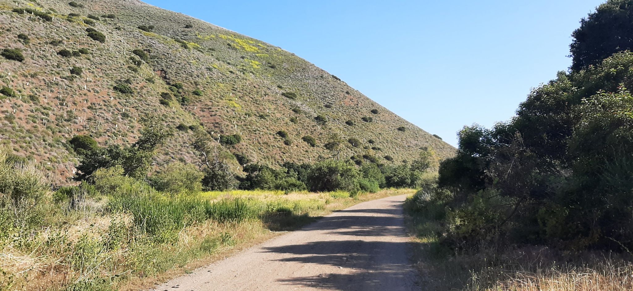 Dirt road next to a brush-covered hillside with green trees. - Serrano Canyon Trail