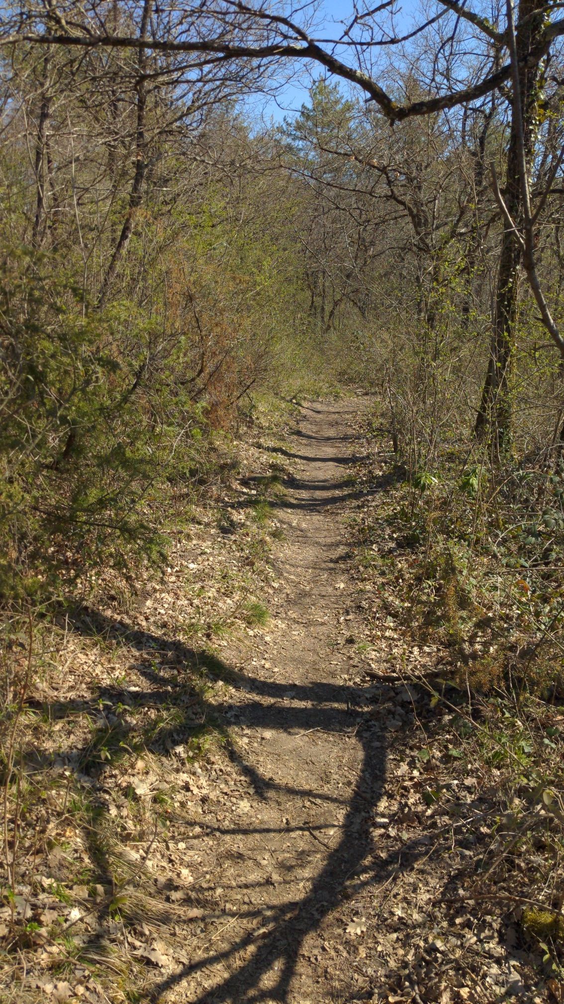 spot
