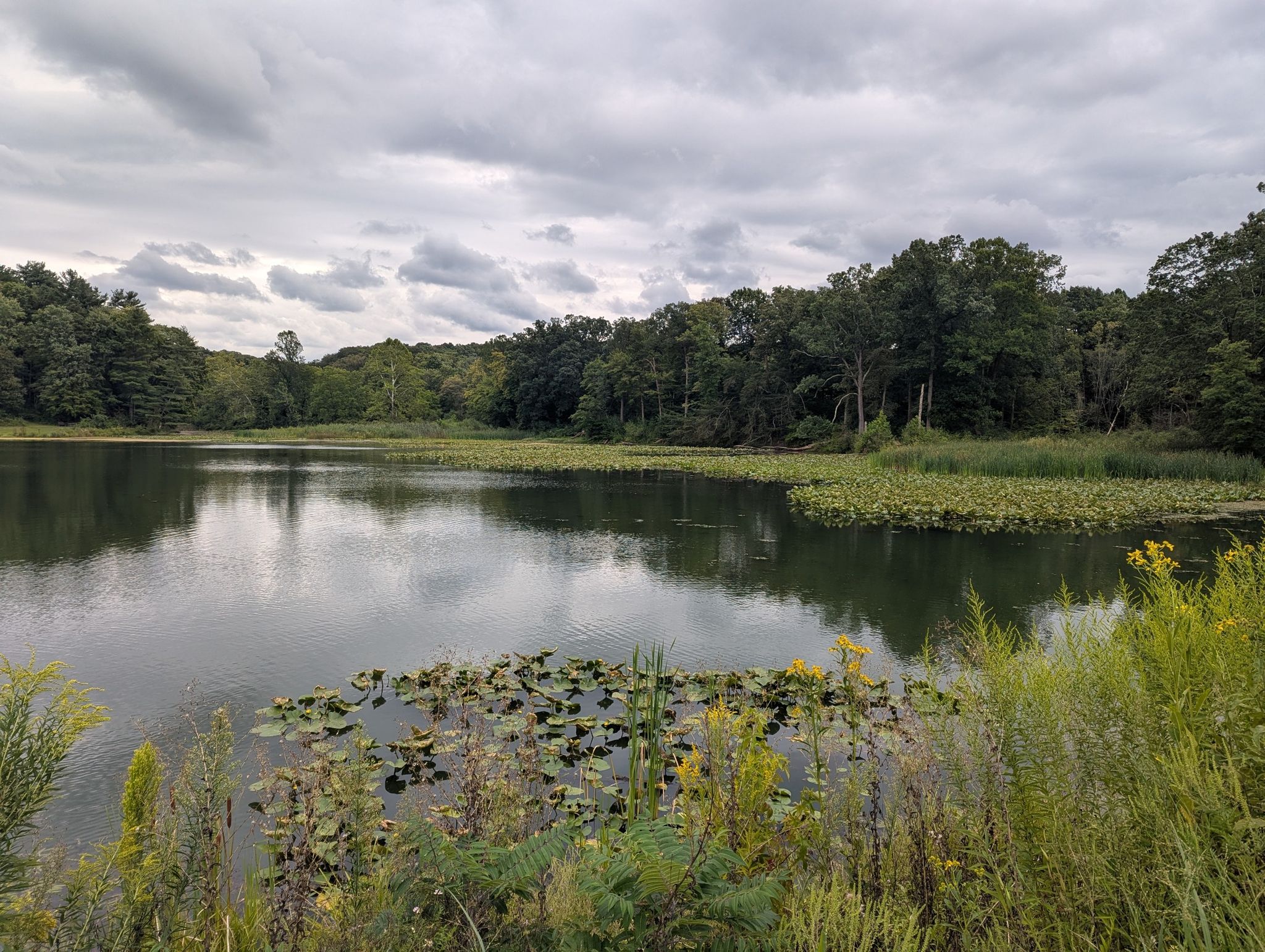 A lake with lily pads and green reeds under a cloudy, overcast sky. - Wetmore, Lake and Salt Run Trail Loop