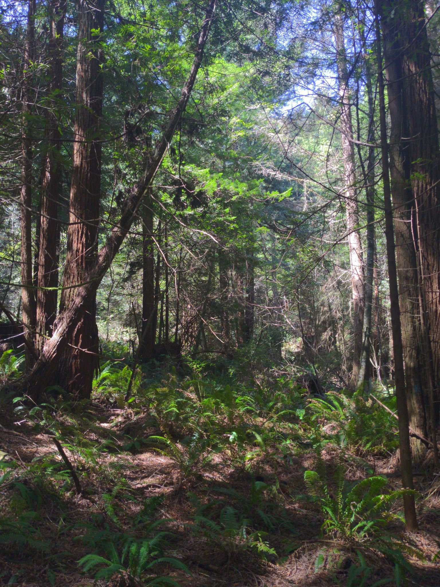 Dense sunlit forest with tall trees and lush green ferns on the ground. - Arcata Community Forest loop from Arcata