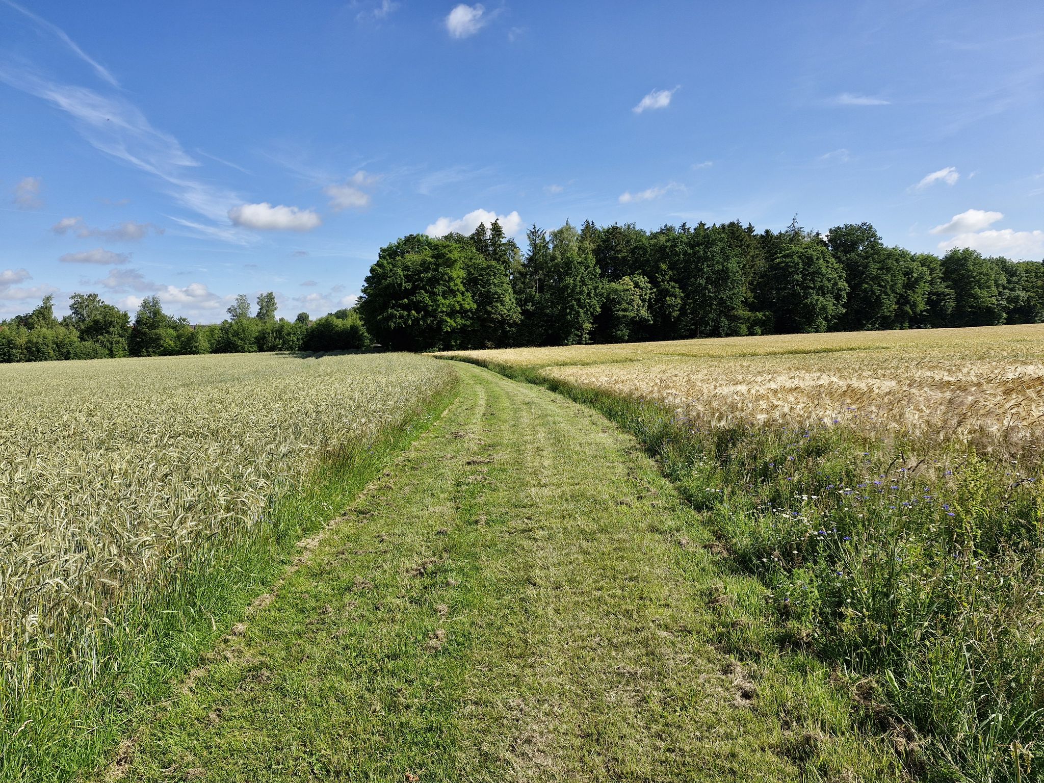 ...schöner Grasweg durch die Felder