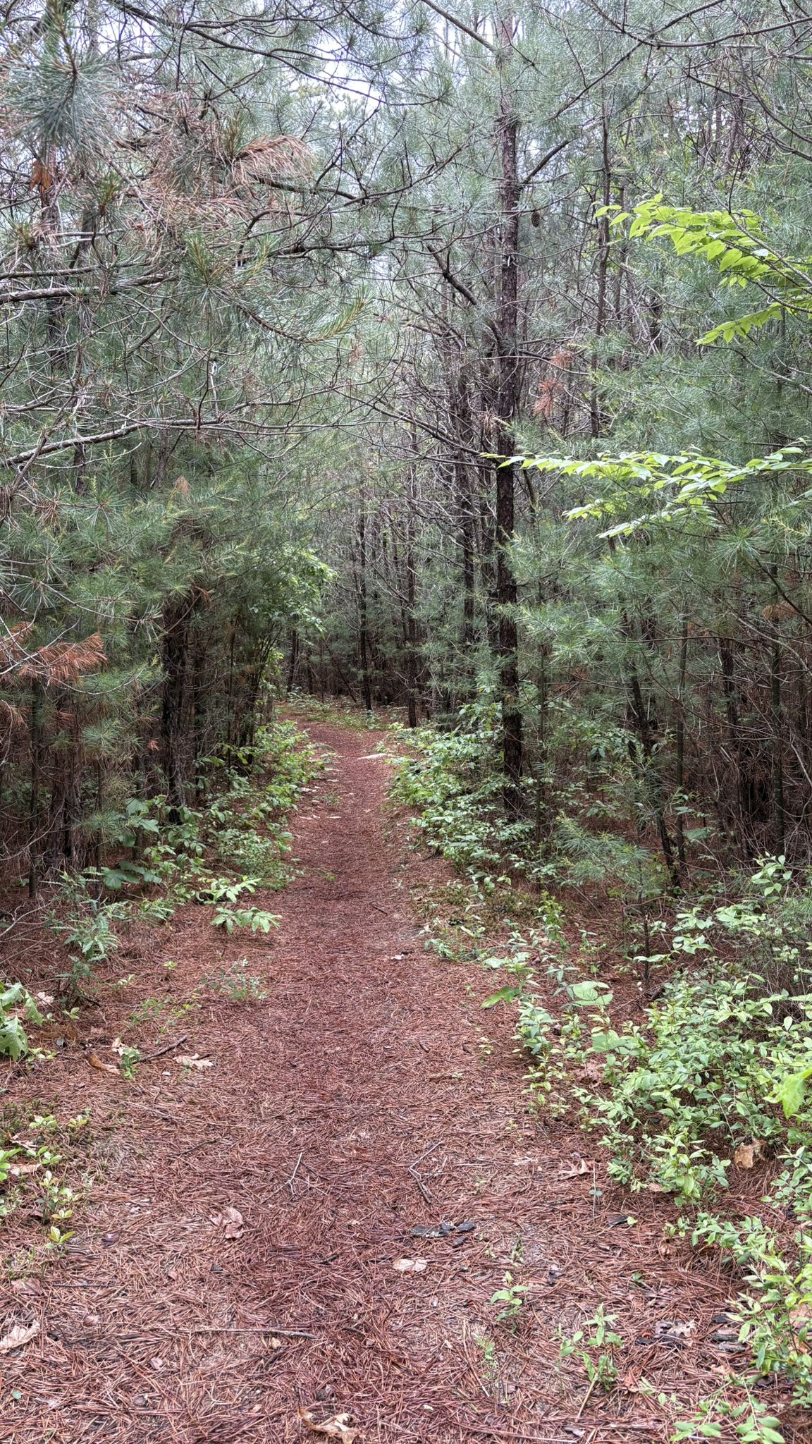 Narrow dirt path winding through a dense, tall pine forest. - Tillinghast Pond Loop