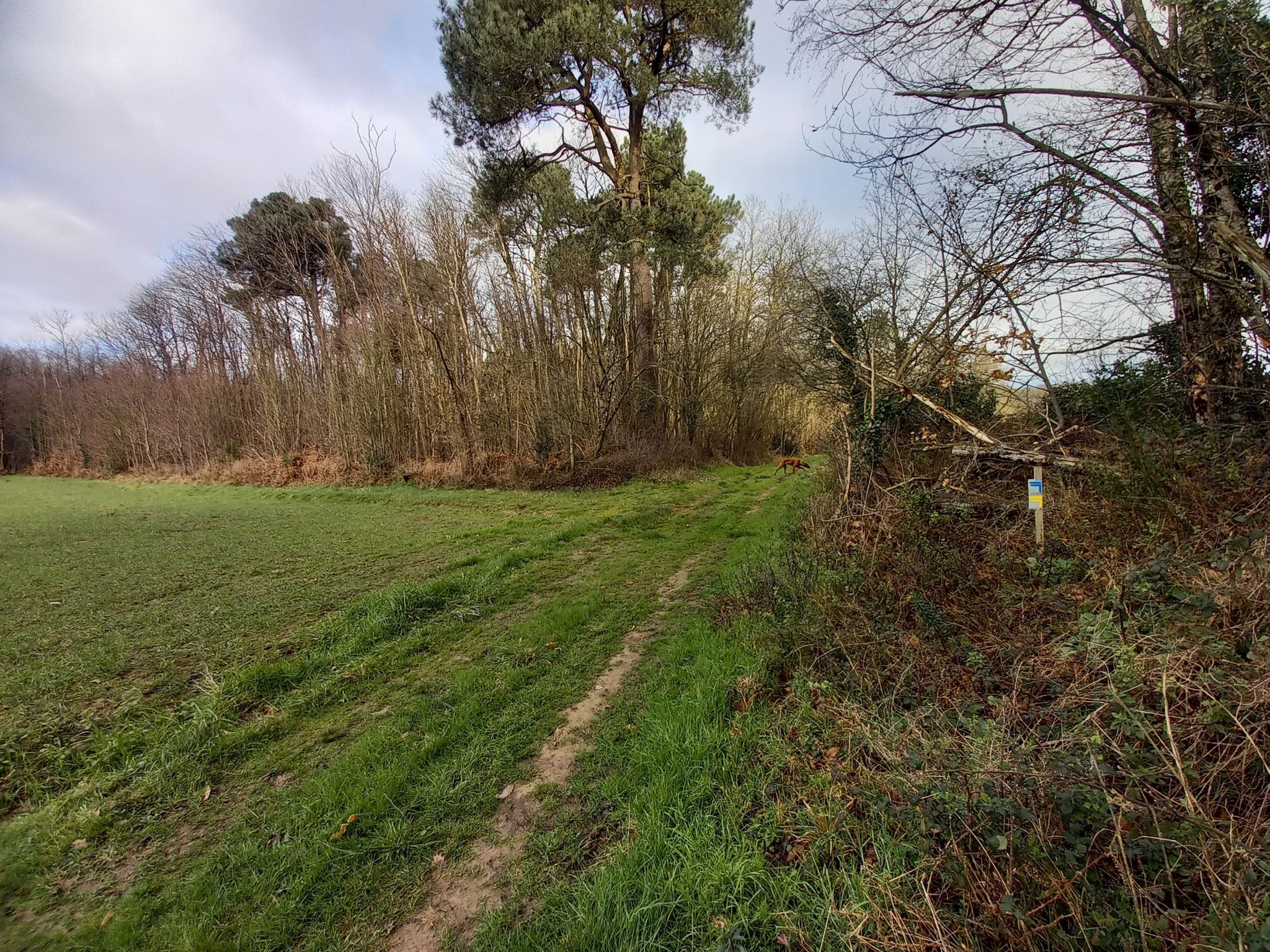 à gauche le long du champ, comme indiqué par la fleche jaune/bleue. Le chemin est très discret...