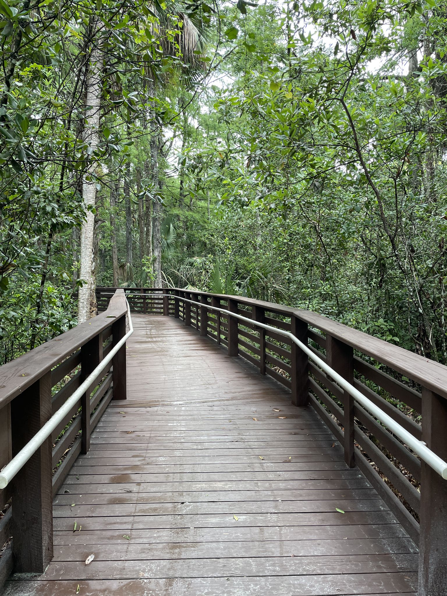 Empty wooden boardwalk winding through a dense, green, shaded forest. - Ocean to Lake Trail Loop
