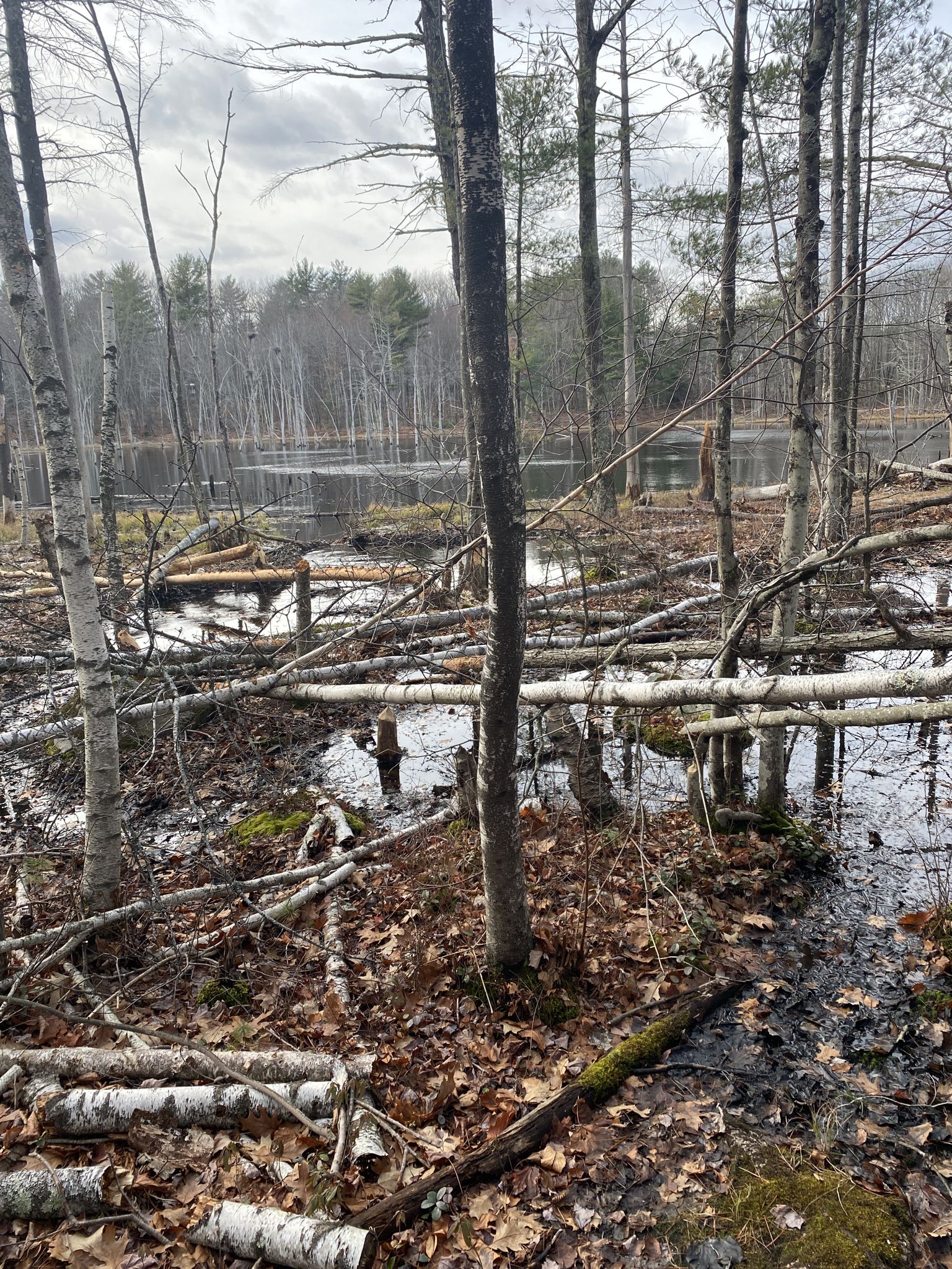 Overcast view of a swampy forest with fallen trees and still water. - Horse Hill Nature Preserve Loop Trail