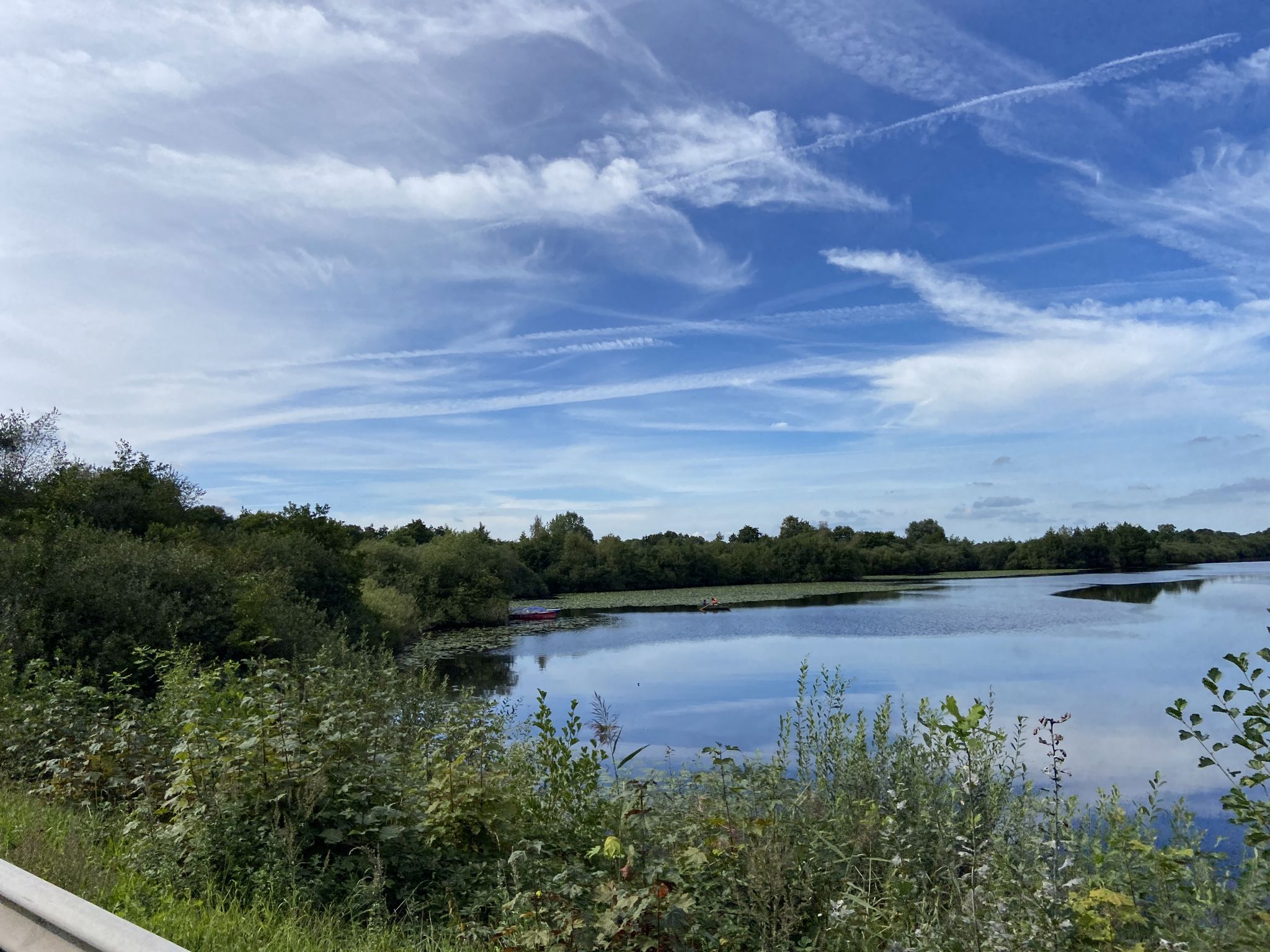 ein (Langholter) Meer voll Seerosen