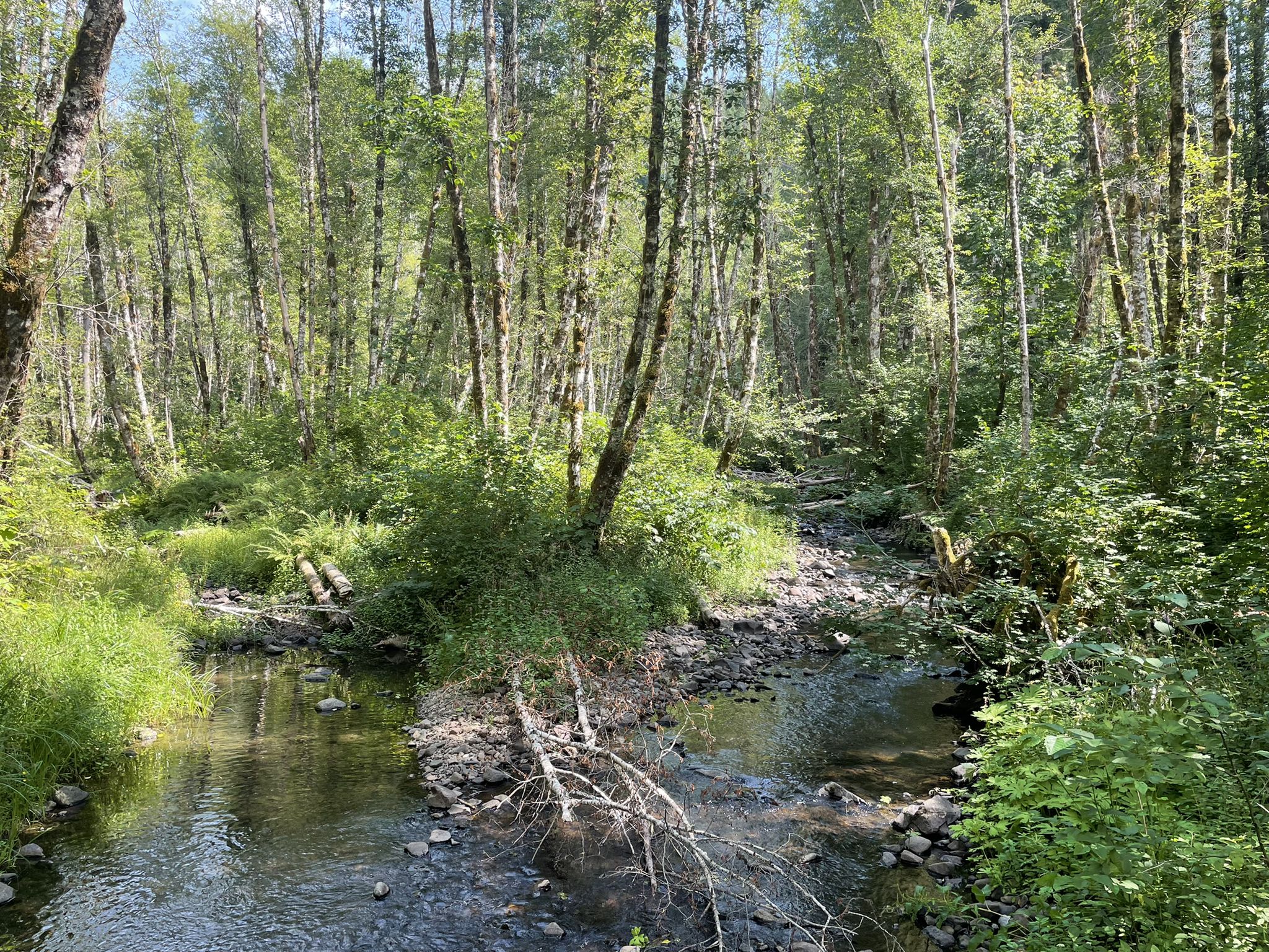 A shallow stream flows through a bright, green, sunlit forest. - Browns Camp Loop