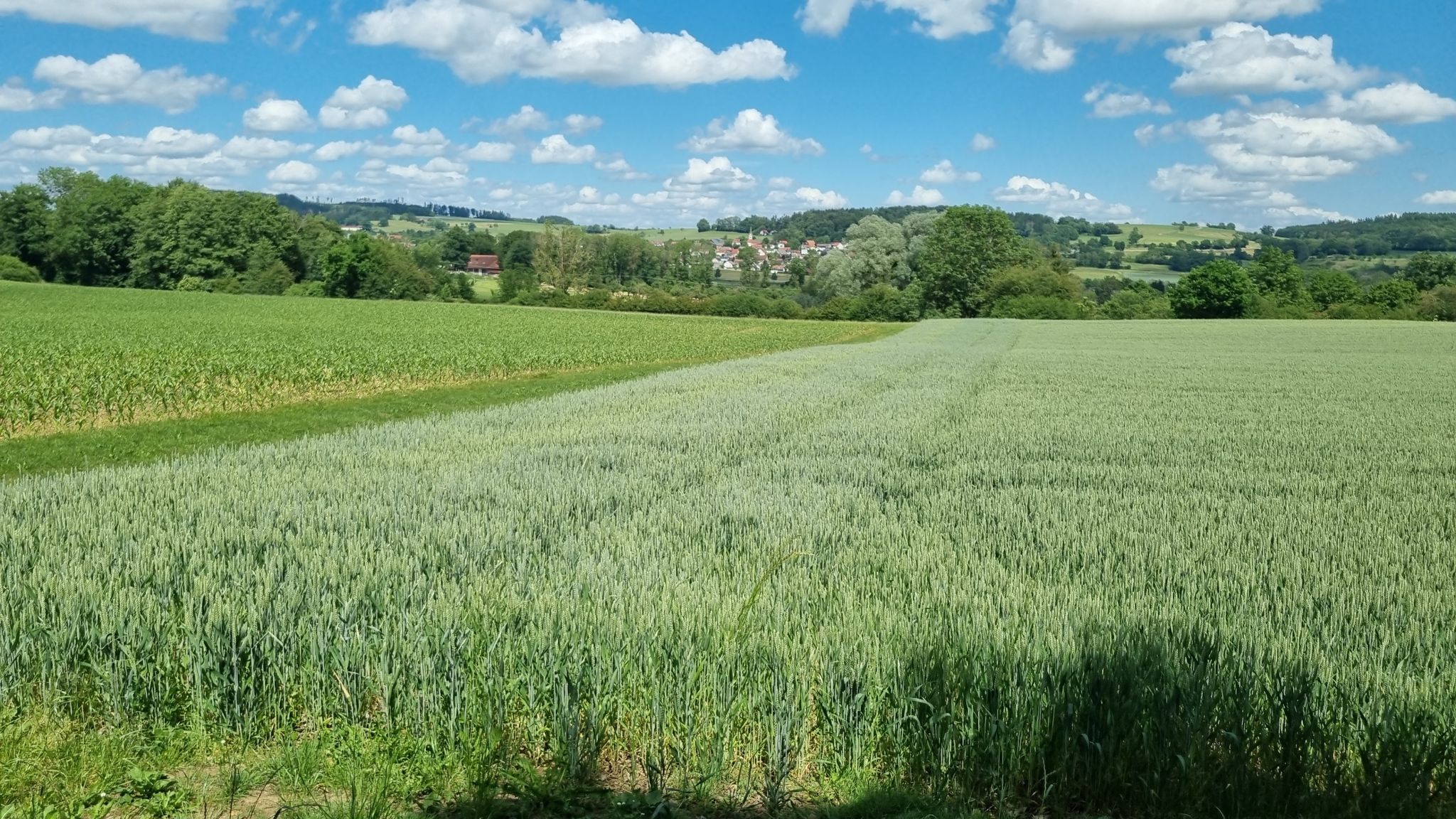 Wilhelmsdorf