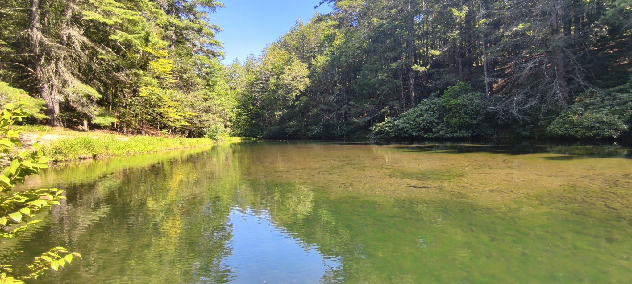 Clear green water reflecting trees under bright sunlight in a forest. - Sand Spring Lake loop from Hickory Run State Park