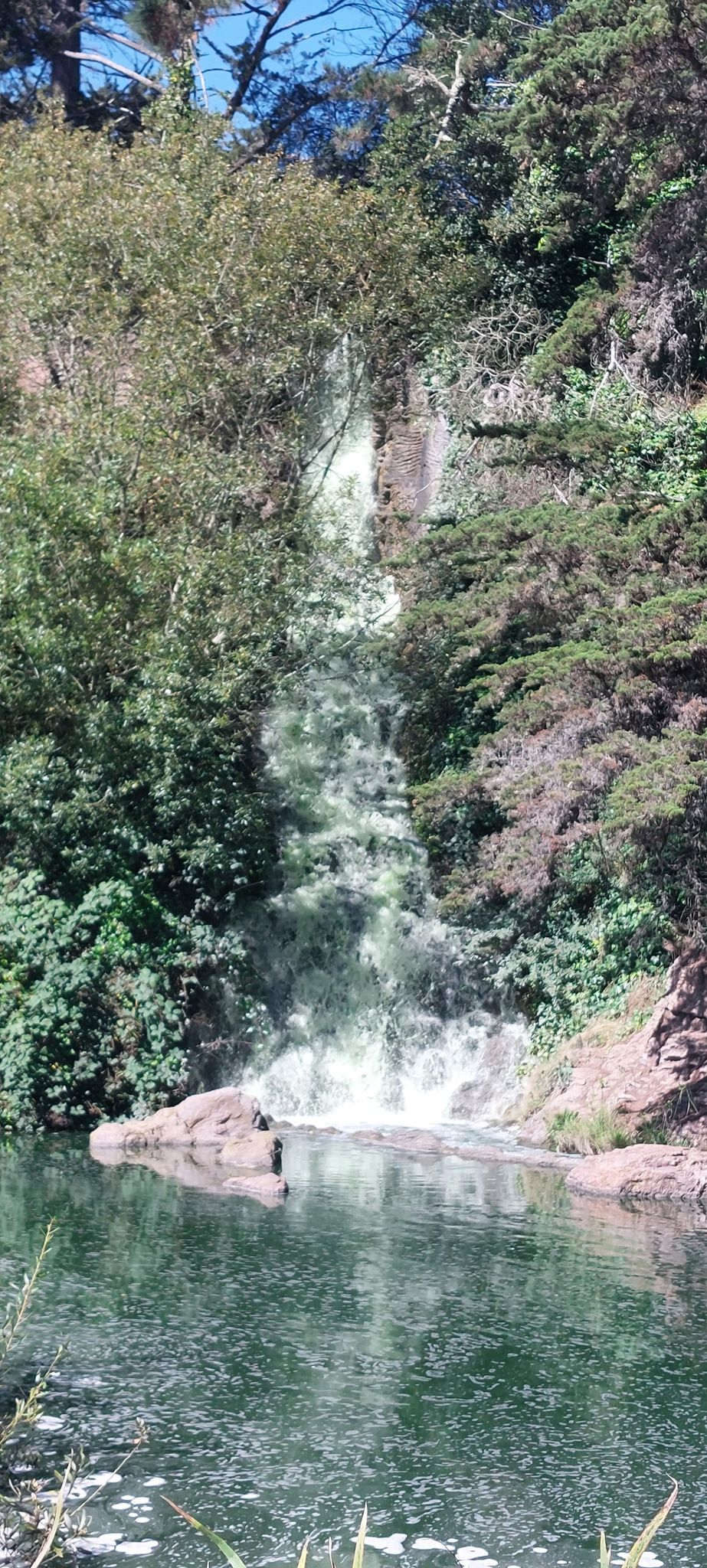 Tall waterfall cascading into a calm pond, surrounded by dense greenery. - Hellman Meadow and Lloyd Lake – Rose Garden 🌹 loop from Judah Street & 19th Avenue