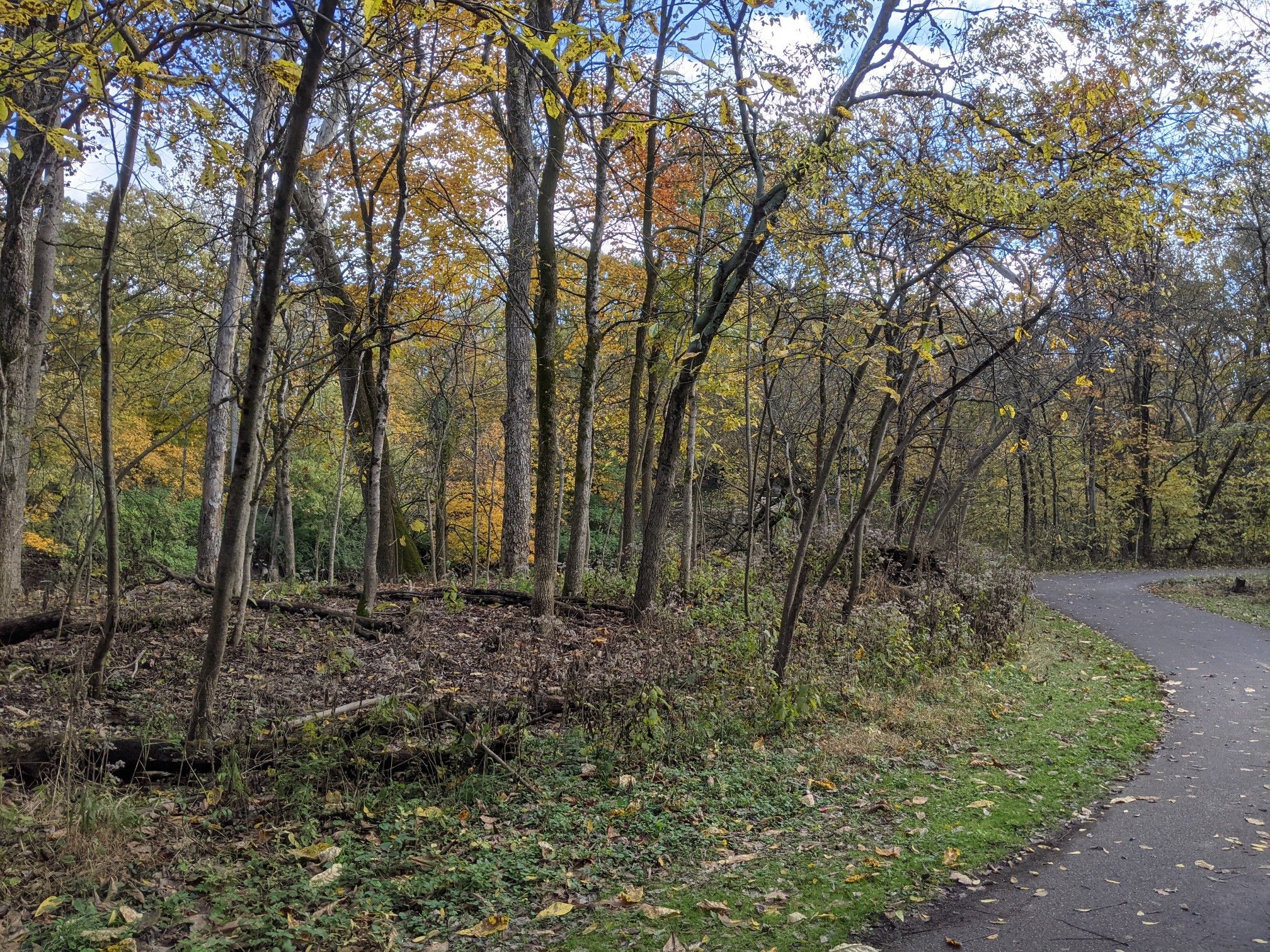 Paved path winding through a forest with autumn-colored trees under diffused light. - Olentangy River Trail – Antrim Lake Deck loop from Ohio School for the Deaf