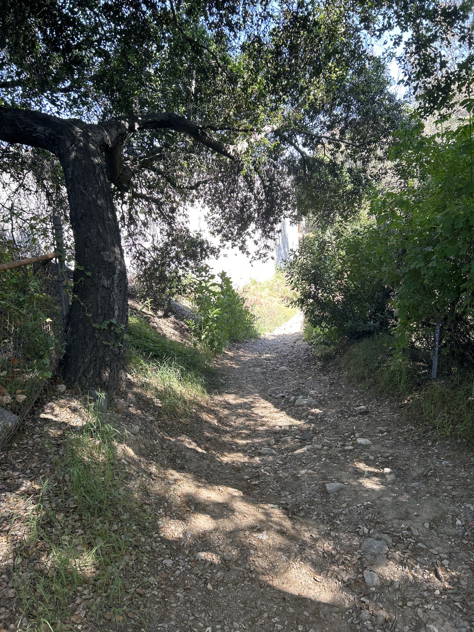 A sun-dappled dirt path winds through green trees and brush. - Brookside Park loop from Saint Francis High School