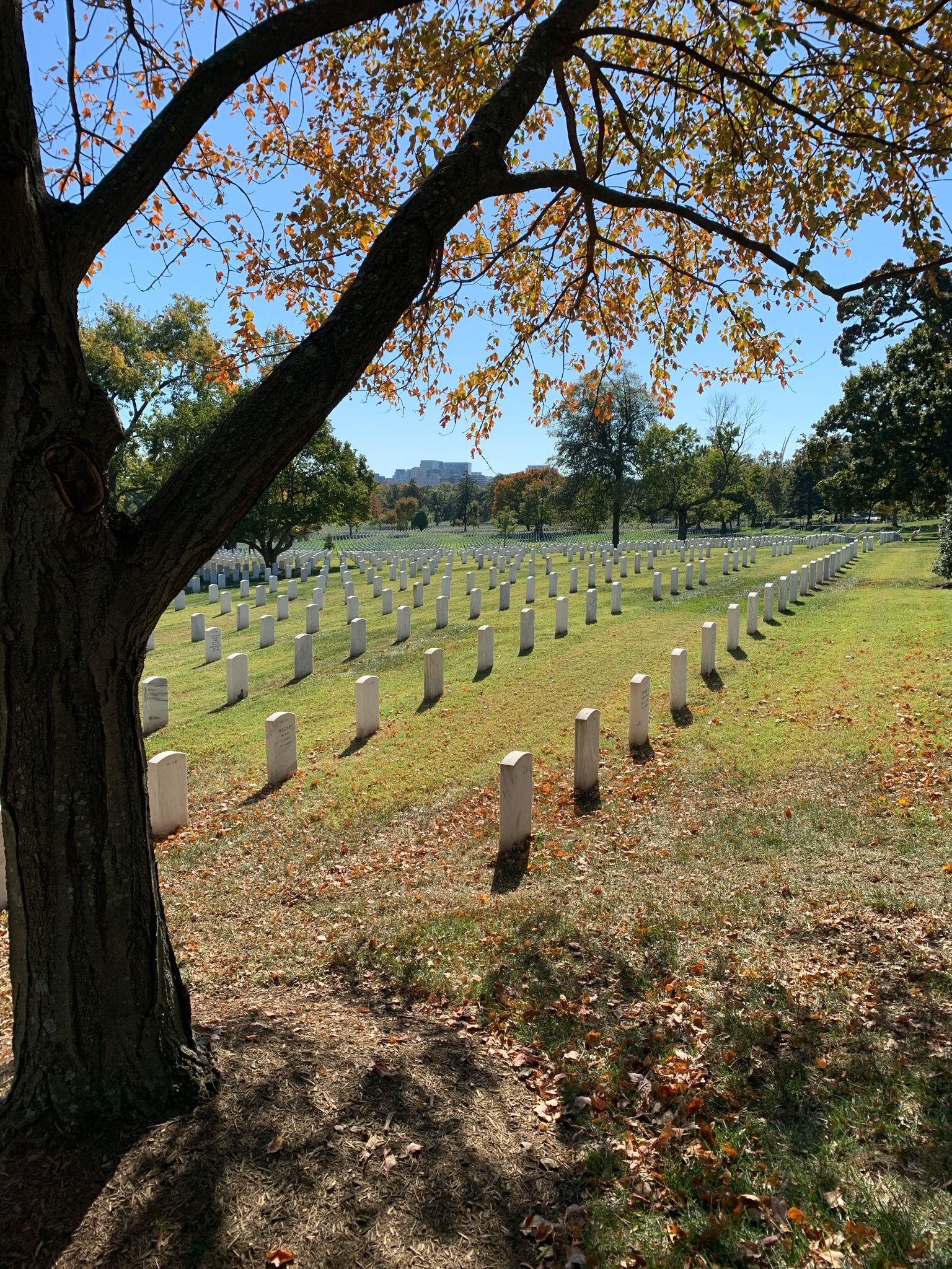 Rows of white grave markers on a sunny autumn day under a tree. - Arlington National Cemetery – John F. Kennedy's Eternal Flame loop from Arlington Cemetery