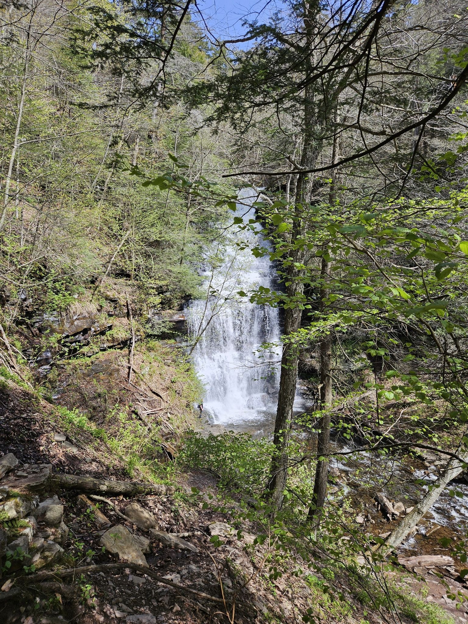 Tall waterfall visible through trees and branches in a bright, green forest. - Ganoga View Trail