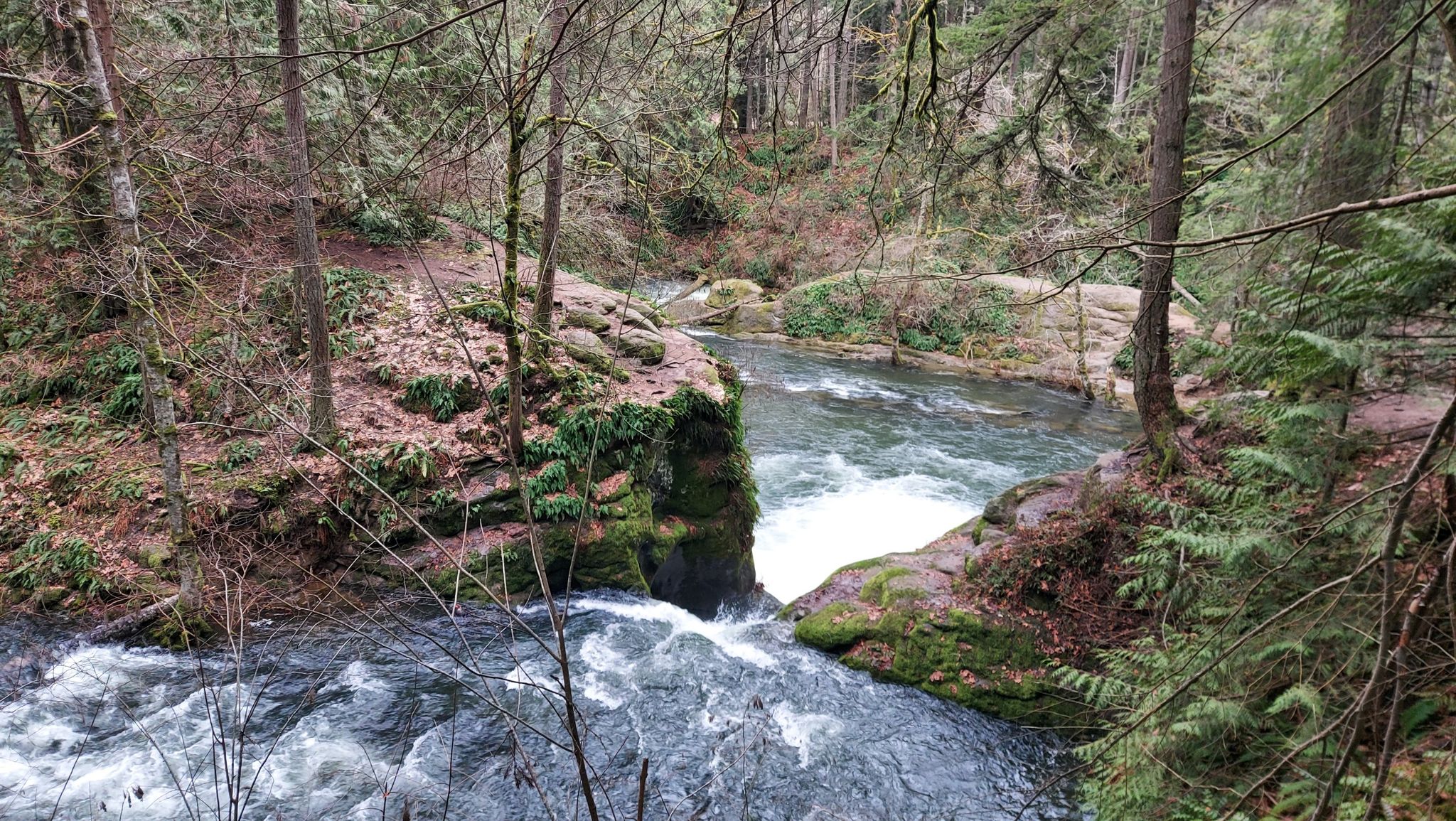 Rushing river with rapids flowing through a dense, green forest on an overcast day. - Lake Whatcom – Whatcom Falls loop from Geneva