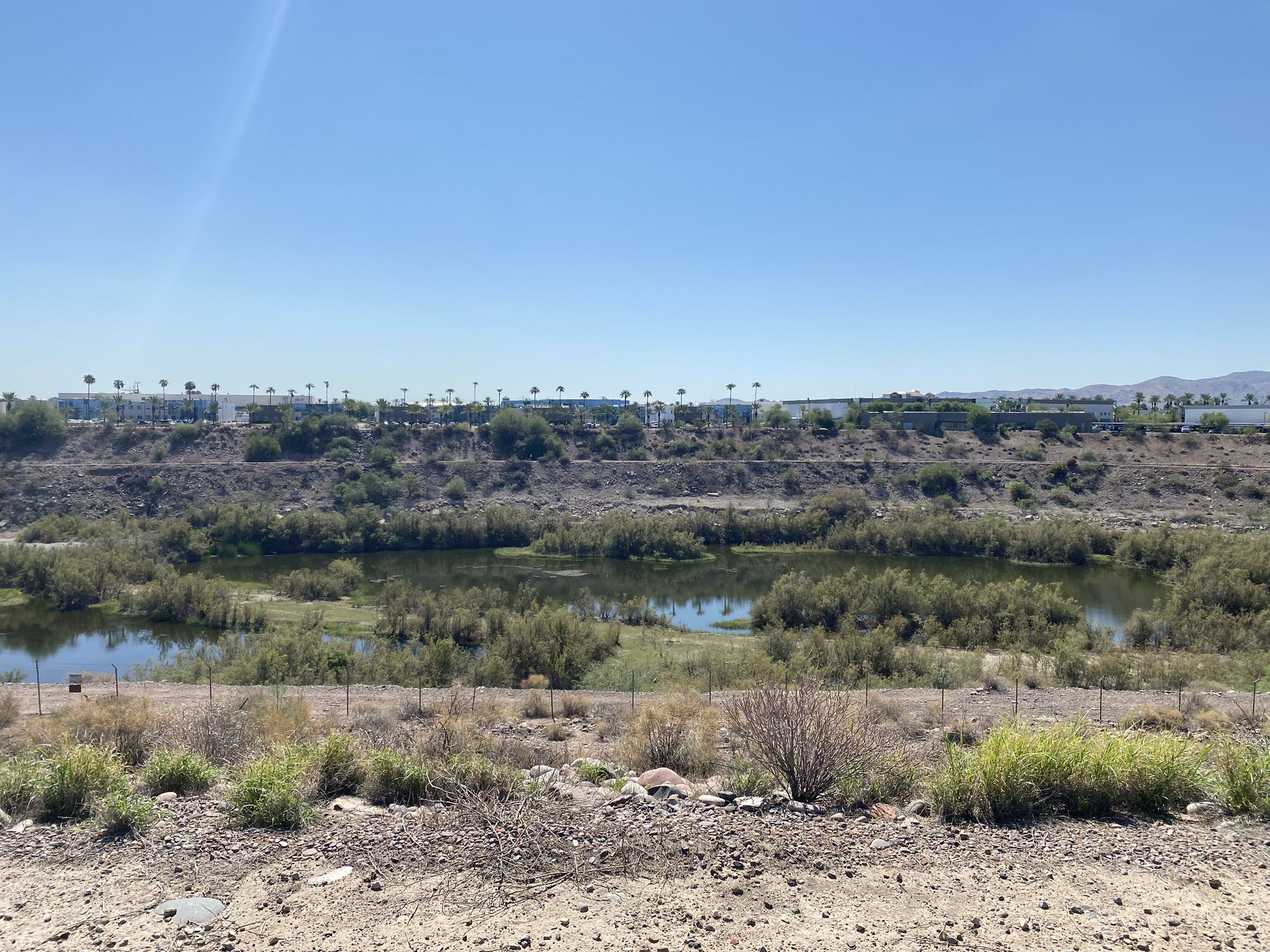 Overgrown marshy area with distant buildings under a clear blue sky. - Rio Salado Pathway
